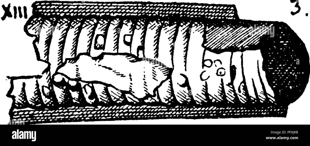 . Un dictionnaire des fossiles de la Pennsylvanie et les états voisins nommés dans les rapports et les catalogues de l'enquête ... La paléontologie. 87, fig. 2 à 4, (lié dans entre les pages 560 et 561), étroitement allié à l'foliatus C de Grand'Eury. Collett's Indiana Rt. de 1883, planche 21, fig. 2, 2t^.-e lit de charbon- toit shales, le nord du bassin de l'anthracite, Pittston, PA XIIL Cordaites. lingulatiis Voir Cordaites costatus. XIII mansHeldl Rhabdocarpus mansfieldi Cordaites Voir. XIII Cordaites principalis, Goeppert. Les espèces du Permien. (Aucune espèce de cordaites jamais trouvé par Lesquereux ci-dessus le Pitts- b Banque D'Images