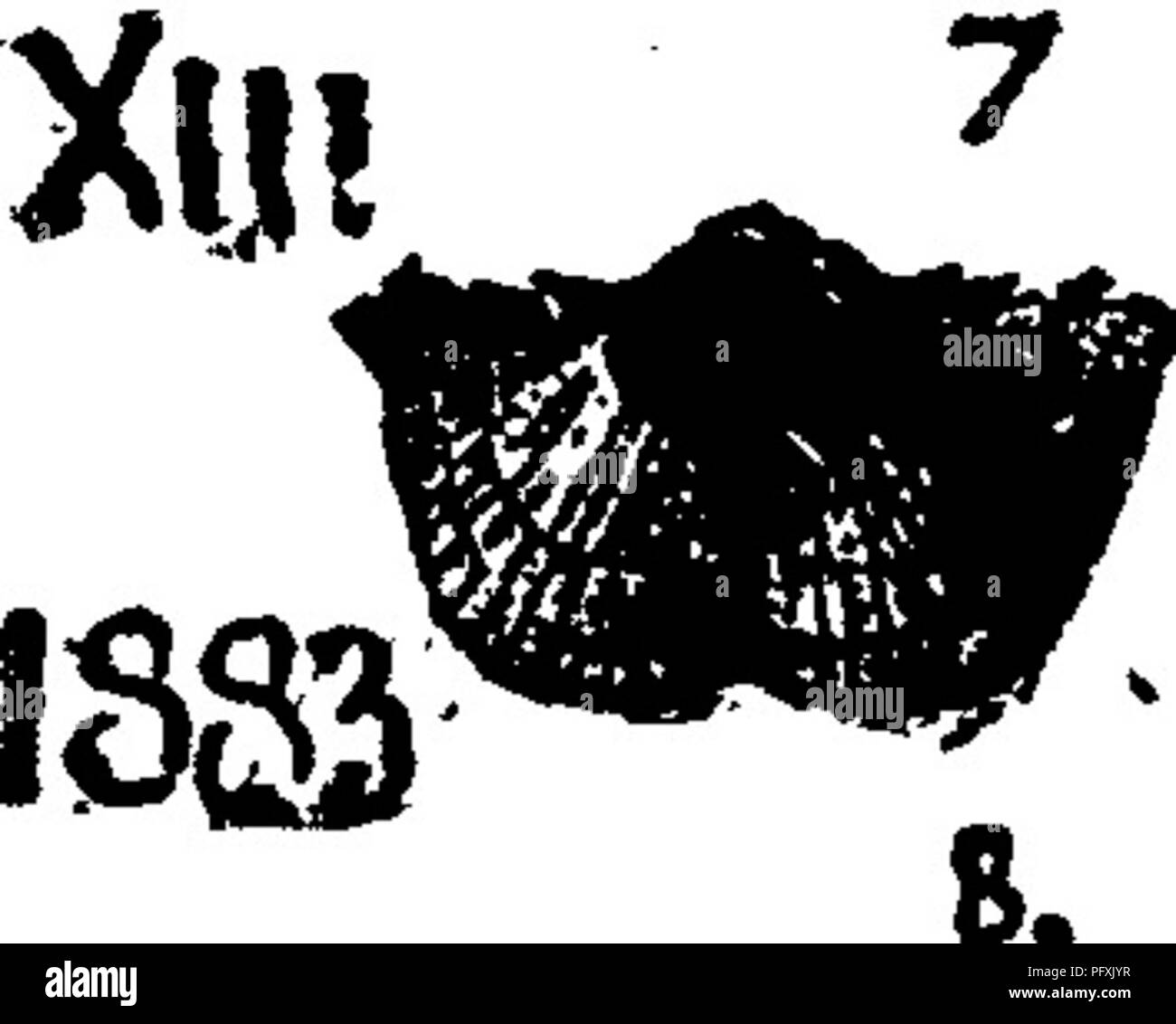 . Un dictionnaire des fossiles de la Pennsylvanie et les états voisins nommés dans les rapports et les catalogues de l'enquête ... La paléontologie. 129 Chon. Chonetes smithii. Voir l'annexe, Chonetes syrtalis (Chonetes carinata, Conrad, qui voir) identifiés par Jas. Hall, 1888, 803-11, 803-25 dans le spécimen (00, p. 235) Saddleback, Orbisonia, Hamilton, schiste, VIII c, Chonetes verneuiliana. (Norwood &AMP ; Pratton, Jour. Acad. Nat.Sci., Phil., 1854, tome 3, planche 2, fig. 6). Collett's Indiana ac. de 1883, page 128, planche 25, X p^^^^j- smf fig- '^j vue centrale du modèle commun d' ; fig. 8 d'une autre avec mucroné Banque D'Images