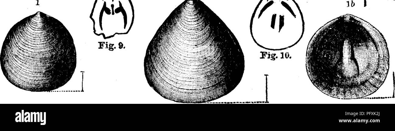 . Un dictionnaire des fossiles de la Pennsylvanie et les états voisins nommés dans les rapports et les catalogues de l'enquête ... La paléontologie. XI la plaque, fig. 1, dorsale, fig. 1, une valve ventrale ; fig. 1 J, intérieur de valve dorsale ; les trois grande environ trois fois. Petites inséré fig. 9 et 10, sont à partir de la page 110, qui décrit le genre, Obolella Cojmbrian-formation inférieure, à l'Anse au Loup, Détroit de Belle Isle (côté nord).-(Voir Billings, Vermont), 1861, pi Geol.. 2, fig. 346 a à d, 1861 ; Geol. Can. 1863, fig. Aio 288^d ; Pal. Le SSOBL. 1865, pi. 1, fig.  % Aio^d ; A. J. S. 1876, p. 176, fig. 1 à Banque D'Images