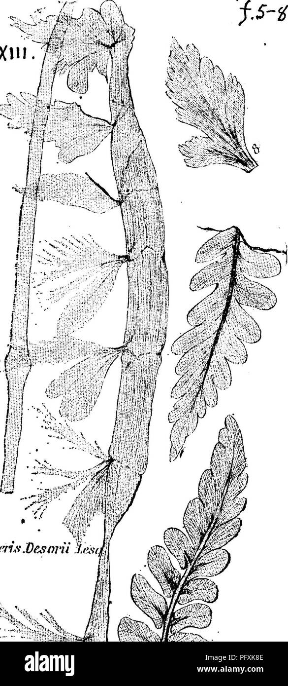 . Un dictionnaire des fossiles de la Pennsylvanie et les états voisins nommés dans les rapports et les catalogues de l'enquête ... La paléontologie. 455 de tous les nerfs. Neur ; seulement un peu d'un pinna (f. 9) et probablement une fin de la fiche (f. 10). La flore du charbon, 1880, p. 82, pi. 5, fig. 7, 8. Hors- ligne comme N. fimbriata^ mais alliés à nervation Cyclopteris ciliata, Heer, juste comme N, fimbriata est allié à C lacerata^ Heer. Blakely et veines porte, près de Pottsville.-XIII. Neuropteris. desorii Lesq. Geol. Fa. 1858, p. 859, la plaque. Veuillez noter que ces images sont extraites de la page numérisée des images qui peuvent avoir été digi Banque D'Images