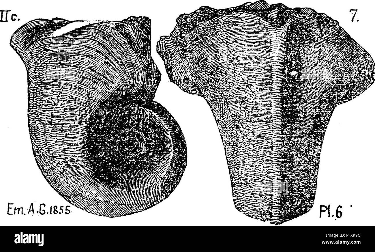 . Un dictionnaire des fossiles de la Pennsylvanie et les états voisins nommés dans les rapports et les catalogues de l'enquête ... La paléontologie. Cm A P ! 6 Bucaniabidorsata. Hall. (Bellerophonhidorsatus.WOr- bigny.) Emmons, Amer. Geol. 1. ji, 1855, page 165, planche 5, fig. 8, 27 (copié de Hall's Pal. N Y., Tome 1,1847).- formsiiion atMiddleville Tre ?iton et Watertown, N. Y. g-Note. Le nom vient d'une étroite crête marquée entre deux rainures vers le bas de la quille de l'arrière. Chez les jeunes de la quille et de la bande centrale sont très marquées. À Watertown de jumeaux sur la rivière Black calcaire. II-c. Bucani Banque D'Images