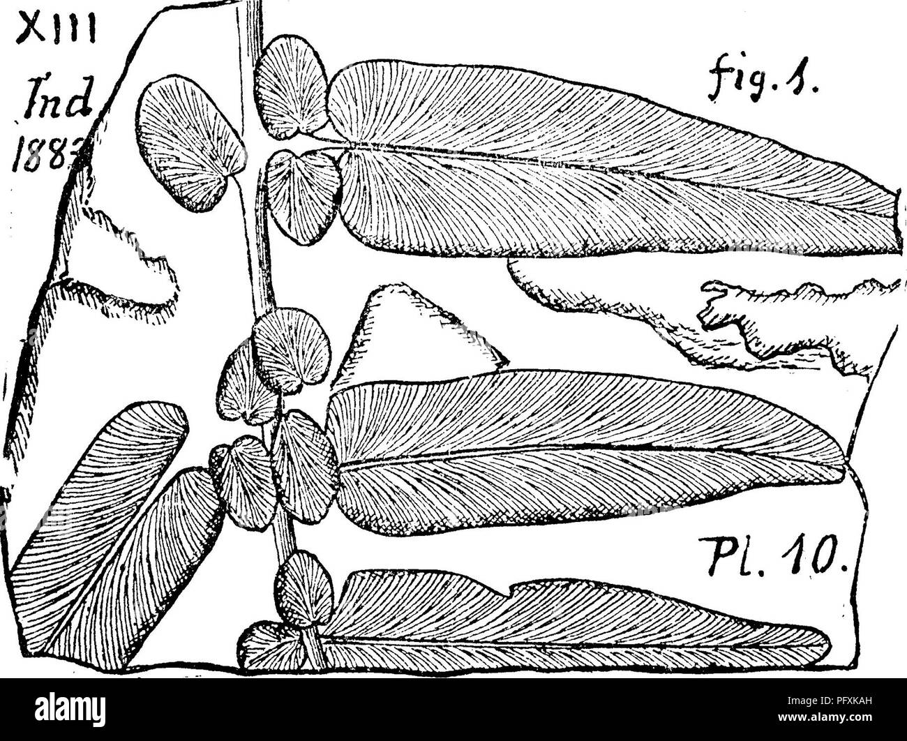 . Un dictionnaire des fossiles de la Pennsylvanie et les états voisins nommés dans les rapports et les catalogues de l'enquête ... La paléontologie. Neur 451. Neuropteris augustifolia, Gonti7iued.. 10, fig. l.-XIIL Ensemble de l'épaisseur de charbon moyen mesu-, mais plus abondants près de XII ; Cannelton, etc., dans W. Pa. ; lit Mammouth, Anthracite région, Lesq. Nombreux dans le toit de schiste la Pittsburgh Coal bed, à l'embouchure du ruisseau de pierre- Rouge, Fayette Co., Pa., KK, p. 236. Les spécimens fine d'être obtenu à partir de la toiture de l'schistes charbon Redstone, à côté au-dessus de la Pittsburgh, KK, p. 254, XV. Voir une grande feuille de elle, s Banque D'Images