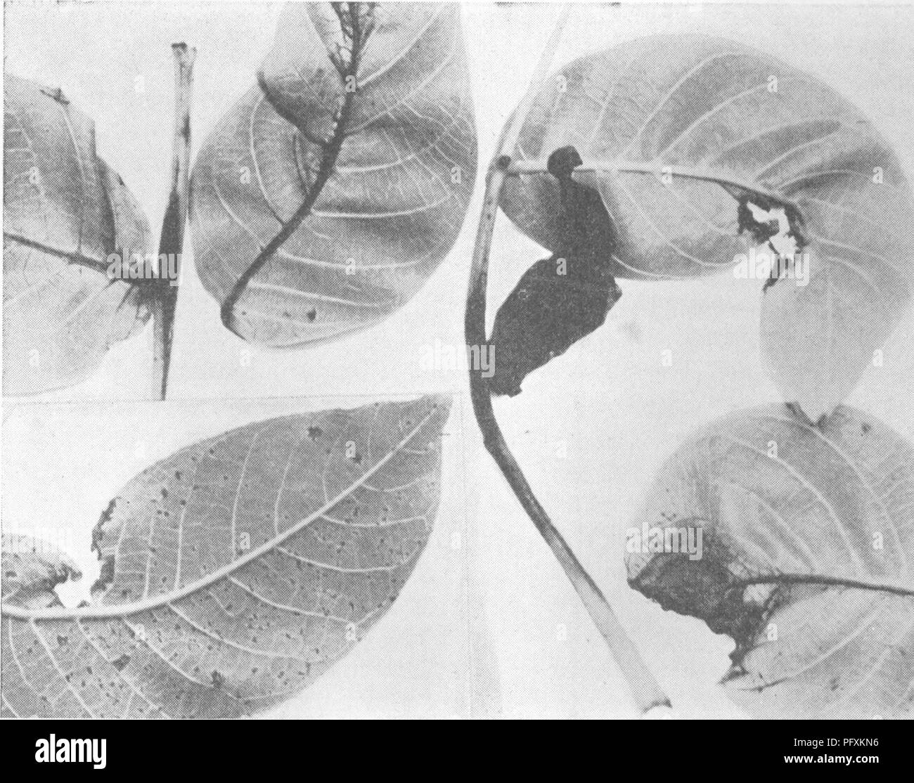 . L'encyclopédie de l'horticulture ; pratique un système de référence de l'horticulture commerciale, couvrant les phases pratiques et scientifiques de l'horticulture, en particulier pour les fruits et légumes ;. Jardinage ; culture ; fruits-légumes. Maladies noyer noyer 2011 Expériences de pulvérisation la pulvérisation dans les noix ont été menées par les États-Unis. Département de l'Agriculture, de par l'Université de Californie,* et par un certain nombre de producteurs de noix. Mélange de Bordeaux 5-5-50 et de la chaux-de soufre, ainsi que d'autres aérosols, ont été utilisées. Les conclusions des travaux effectués jusqu'à présent sont les fo Banque D'Images