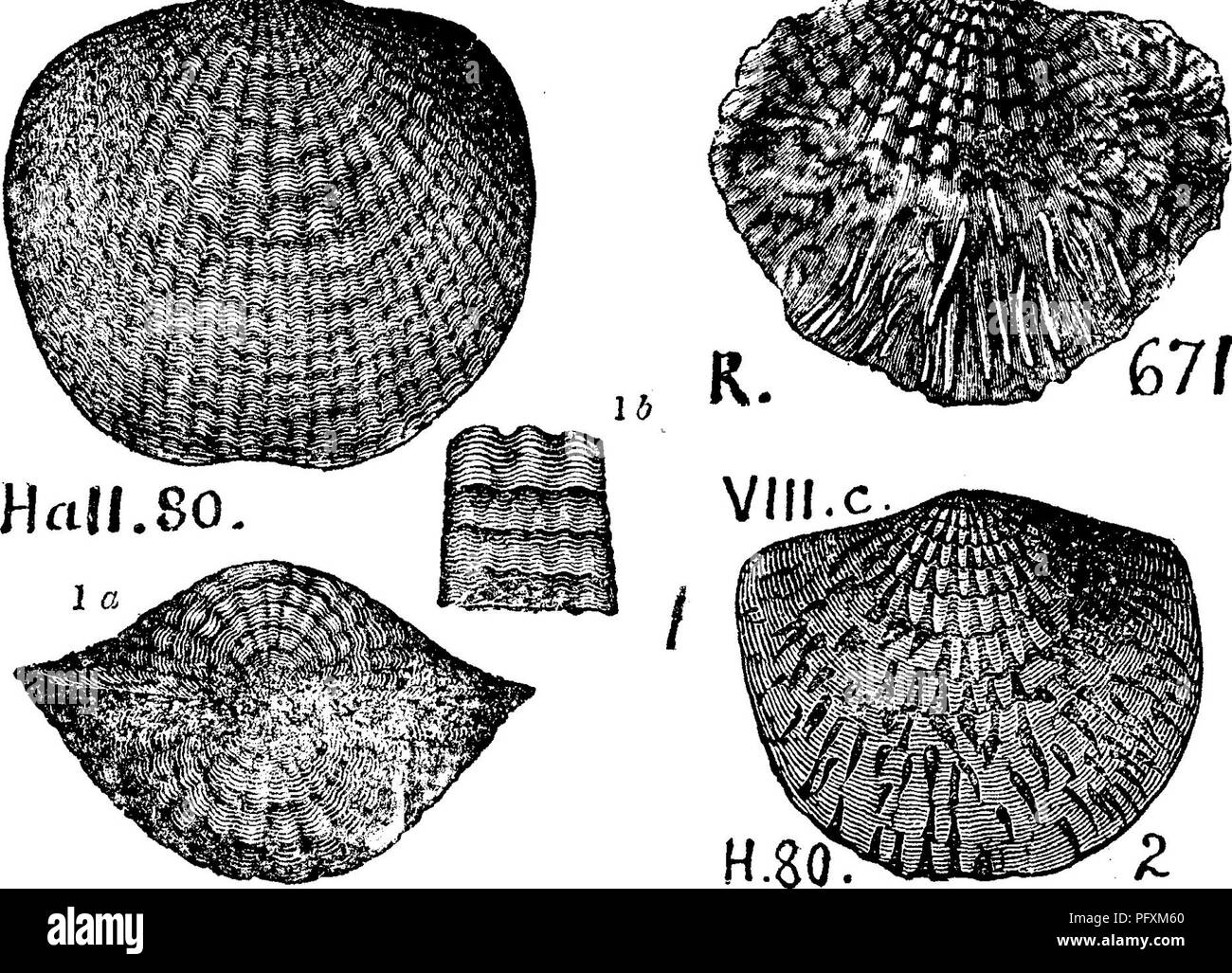 . Un dictionnaire des fossiles de la Pennsylvanie et les états voisins nommés dans les rapports et les catalogues de l'enquête ... La paléontologie. 53 UN ESSAI.. Groupe communautaire Atrypa ( Terebratula aspera aspera). Hall, rapport, W. D. Jl cj^^ rn Vine.  ^s^ ^^^^^^' v g yiti^^^^^» m =5^ ,...... 200, fig. 80,1, la, 15,2, Rog- ers, page 828, fig. 671, zéro G. Hamilton f^jf formulaire à l'ion. ''(Comparer Mühlhausen's fig. de 1813 dans Petrifac turkunde,-) - CI ay pol e , Perry Co., Pa. Rapport F 2, préface, VIIIc. La formation de Hamilton. Dans l'est de la Pennsylvanie, Monroe Co., MarshalPs falls, rapporté par H. D. Rogers. Par I. C.blanc comme A. spinosa^ Banque D'Images