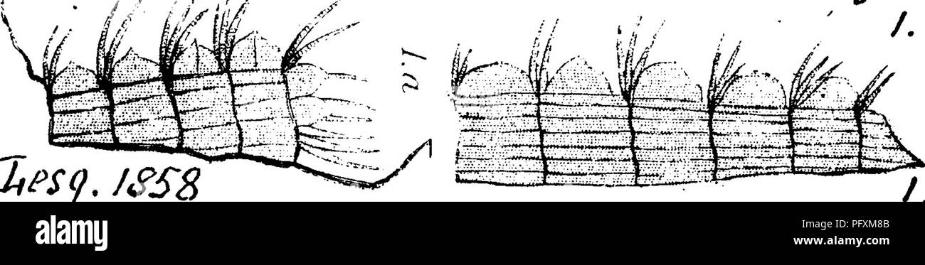 . Un dictionnaire des fossiles de la Pennsylvanie et les états voisins nommés dans les rapports et les catalogues de l'enquête ... La paléontologie. Calamocladus^^ ophyllites,ou l'ACMAL Schimper. Probablement plus proche de l'. Des lycopodes) Collett's Indiana de 1883, page 41, planche 4, fig. 6, une oreille conique ou pointe de graines de fruits ; fig. 9, sec- tion verticale d'un morceau de l'épi, pour montrer comment les graines sont con- cealed ; fig. 10, section transversale de la même chose. La flore du charbon, page 34. Rapport I, p. 37 ; bien conservé Asterophyllites^ poisson, &amp;c., entre première et deuxième mtn. sable, région d'huile, Pa. Asterophyllites apertus Se Banque D'Images