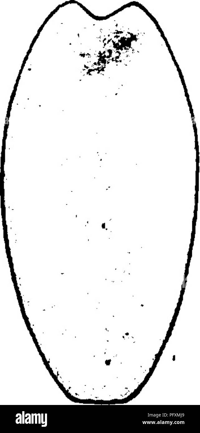 . L'Eurypterida de New York. Eurypterida ; PALÉONTOLOGIE. L'EURYPTERIDA DE NEW YORK 59 le metastoma est devenue sous triangulaire ou cordiformes, contours, la partie antérieure étant grandement élargi et la face postérieure et émarginé effilé à un point. Nous avons ainsi au moins quatre lignes de développement de la metas- toma, qui correspondent pleinement aux quatre principales branches de l'euryp terids- ici distingué [voir chapitre en Phytogeny, p. 124] à savoir, celui d'Eurypterus, de Pterygotus, d Eusarcus Stylonurus et de. II m IV. Veuillez noter que ces images sont extraites d'un balayage Banque D'Images