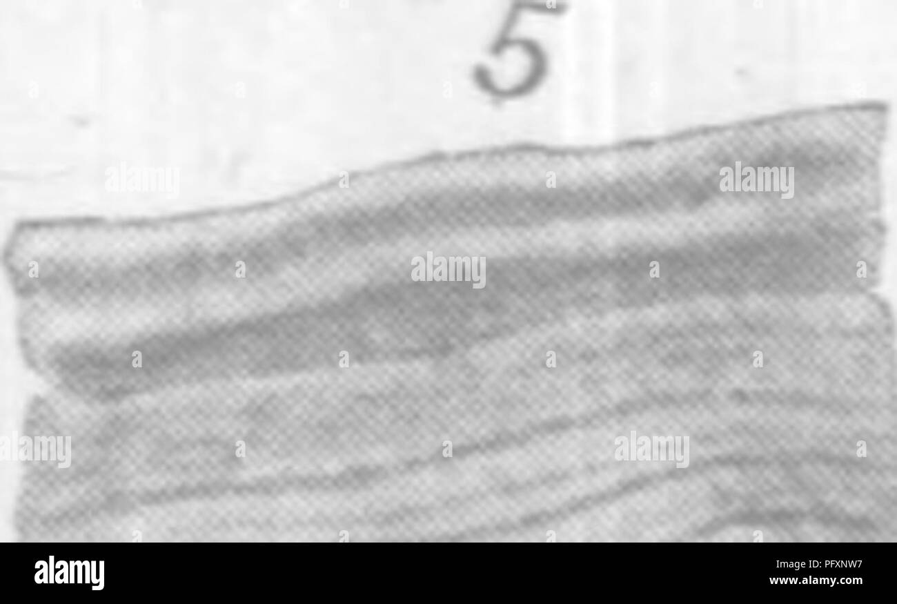 . Gasteropoda et des céphalopodes de l'argiles Raritan et marnes sables verts du New Jersey. Gastropoda, combustibles, combustibles, des céphalopodes, la paléontologie. . Veuillez noter que ces images sont extraites de la page numérisée des images qui peuvent avoir été retouchées numériquement pour plus de lisibilité - coloration et l'aspect de ces illustrations ne peut pas parfaitement ressembler à l'œuvre originale.. Whitfield, Robert Parr, 1828-1910 ; New Jersey Geological Survey. [Rapport sur la paléontologie]. Trenton, J. L. Murphy Pub. Co. Banque D'Images