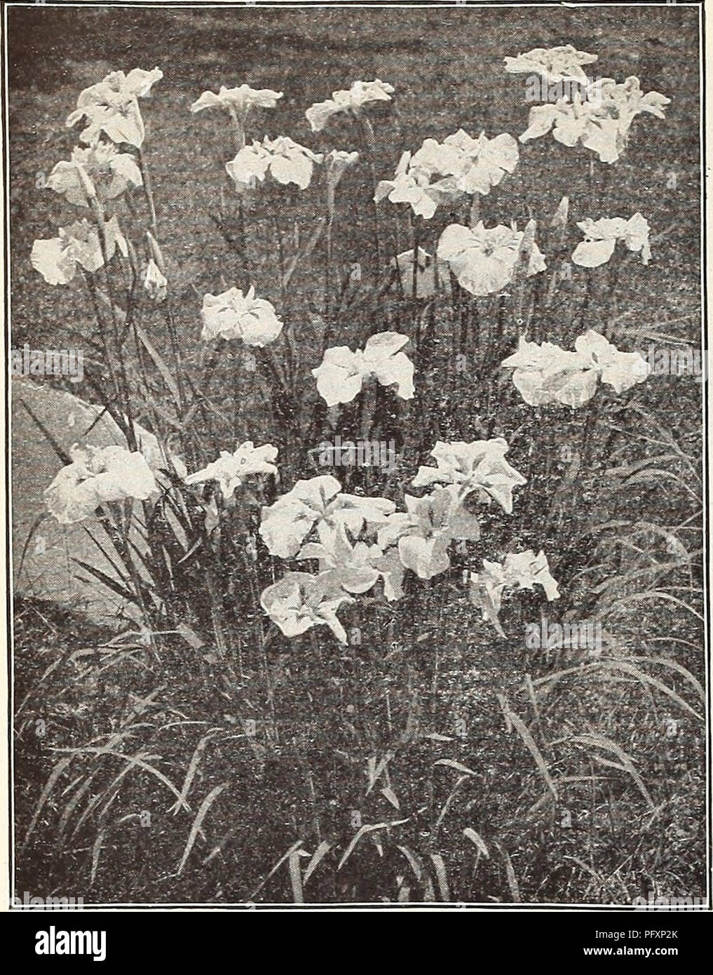 . Currie's Farm et le jardin au printemps 1914 : annuelle. Les catalogues de graines de fleurs, graines (plantes) ; Catalogues Catalogues ; Graines de légumes Horticulture pépinières (catalogues) ; plantes ornementales ; catalogues, matériel et fournitures de jardinage Catalogues. 106 CURRIE BROTHERS COMPANY, Milwaukee, WIS.. IRIS. IBIS impériale japonaise. LOBELIA. Une usine plus efficace de culture très facile, (101115 bien dans n'importe quel bon sol. L. Cardinali.s (Cardinal Flower)-2 pieds, août. Une très belle plante de culture facile. Chaque 15c ; par doz 1,50 LYCHNIS Fleur-lampe. Un charmant : Usine de frontière ; devrait être dans tous les jardins. L. Visearia Splend Banque D'Images