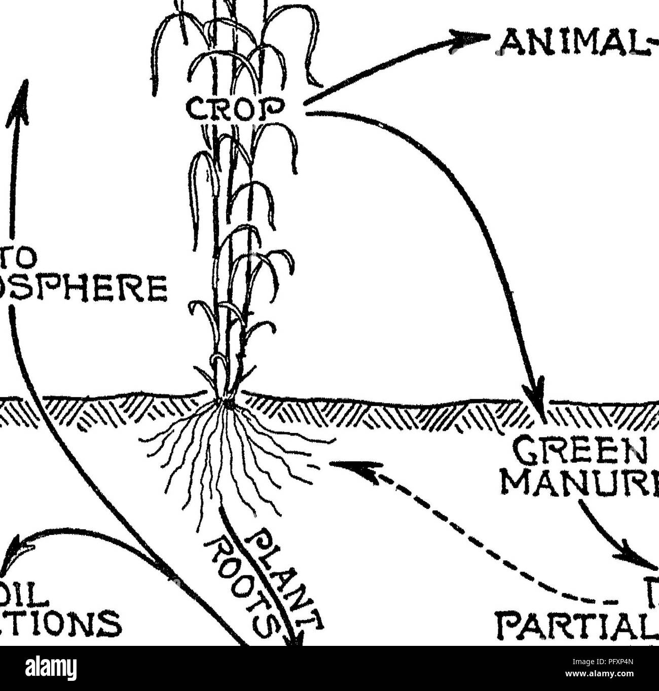 . La nature et les propriétés des sols ; un collège texte de edaphology. Les sols. Les organismes du sol 401 Les données sont exprimées en livres à l'acre et sont des moyennes de 10 années d'expérimentation. Le carbone n'a perdu que le bicarbonate, seulement des traces de carbonates. (Voir tableau LXXXVIII, page 402). COg-^^ il f/°2- AHIMAL ^^m vers l'atmosphère. Grec ! Le sol du fumier Le fumier de ferme y Ra^RTIALLY RÉACTIONS DIOXYDE décomposé les pertes par lessivage. Veuillez noter que ces images sont extraites de la page numérisée des images qui peuvent avoir été retouchées numériquement pour plus de lisibilité - coloration et l'aspect de ces illustra Banque D'Images