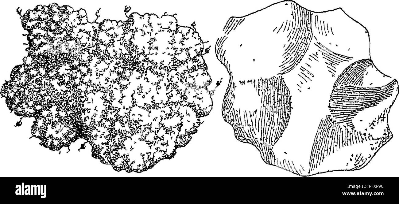 . La nature et les propriétés des sols ; un collège texte de edaphology. Les sols. 142 NATURE ET PROPRIÉTÉS DES SOLS qui concourent à la granulation dans un sol, il est difficile d'indiquer précisément la raison pour laquelle ce phénomène a lieu. Il a été suggéré qu'une grande partie de la formation des granules dans le sol est due à la contraction de l'humidité autour des particules lorsque, pour une raison quelconque, le taux d'humidité est réduit. Il est connu que les particules du sol ont tendance à être attiré par cette réduction de l'humidité du sol, en raison de la puissance de traction du films éclaircis. Si cette condition est ajoutée une materi Banque D'Images