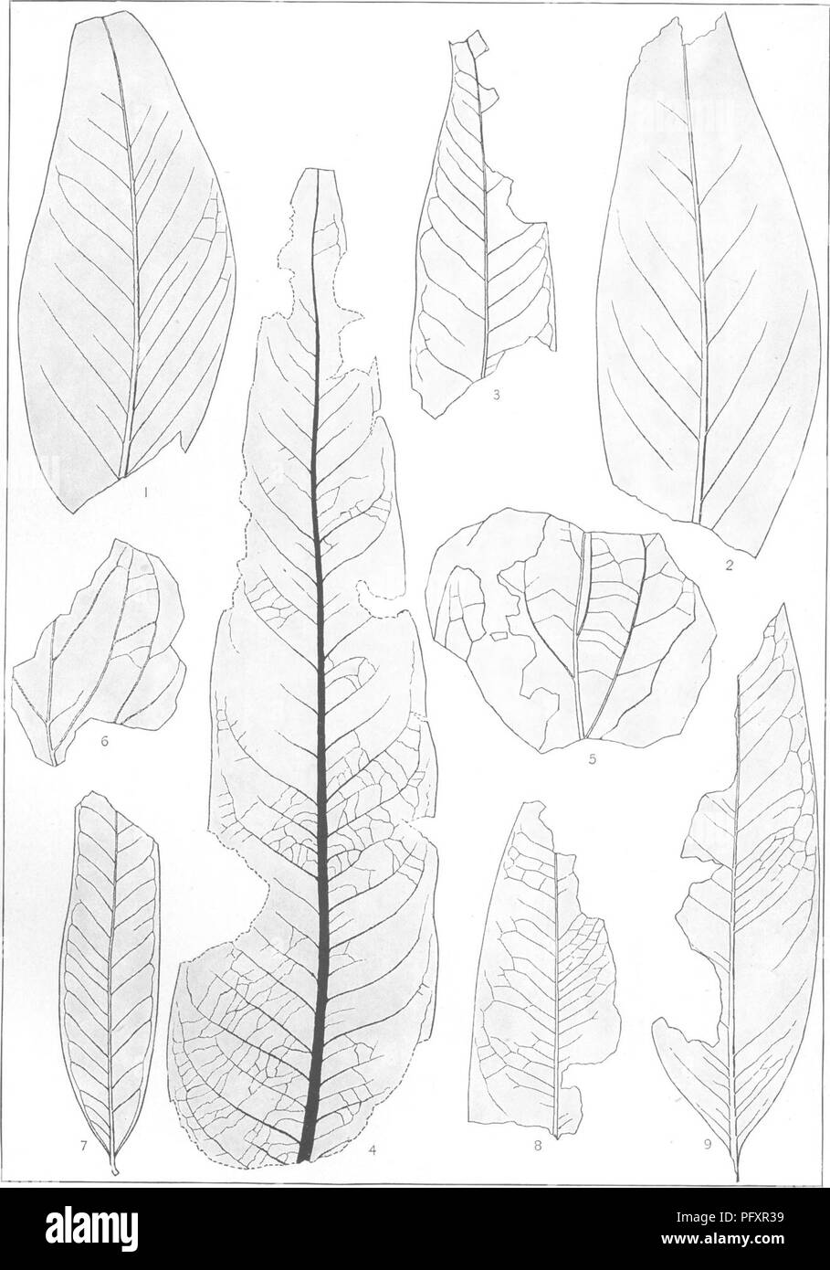 Cette monographie présente la flore crétacée du sud de l'État de New York et de la Nouvelle-Angleterre, en se concentrant sur la paléobotanie. Il comprend des illustrations détaillées et des descriptions d'espèces végétales du Crétacé, fournissant un aperçu de la vie végétale préhistorique. Banque D'Images