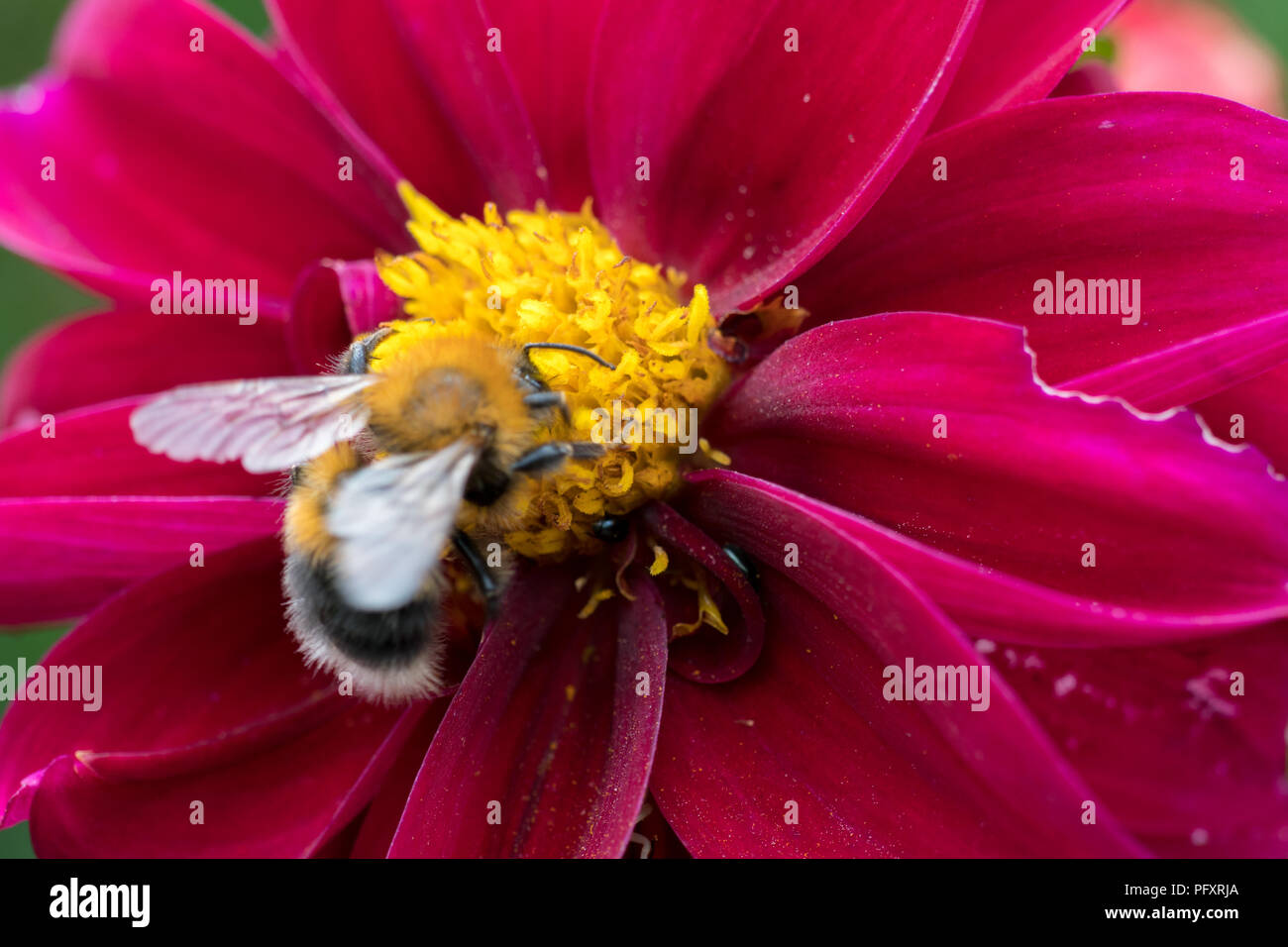 Extreme close up de l'abeille assis sur une fleur pourpre Banque D'Images