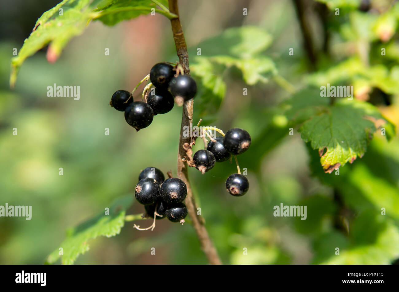 Blackurrants frais et sains accroché à un buisson avec feuilles vertes Banque D'Images