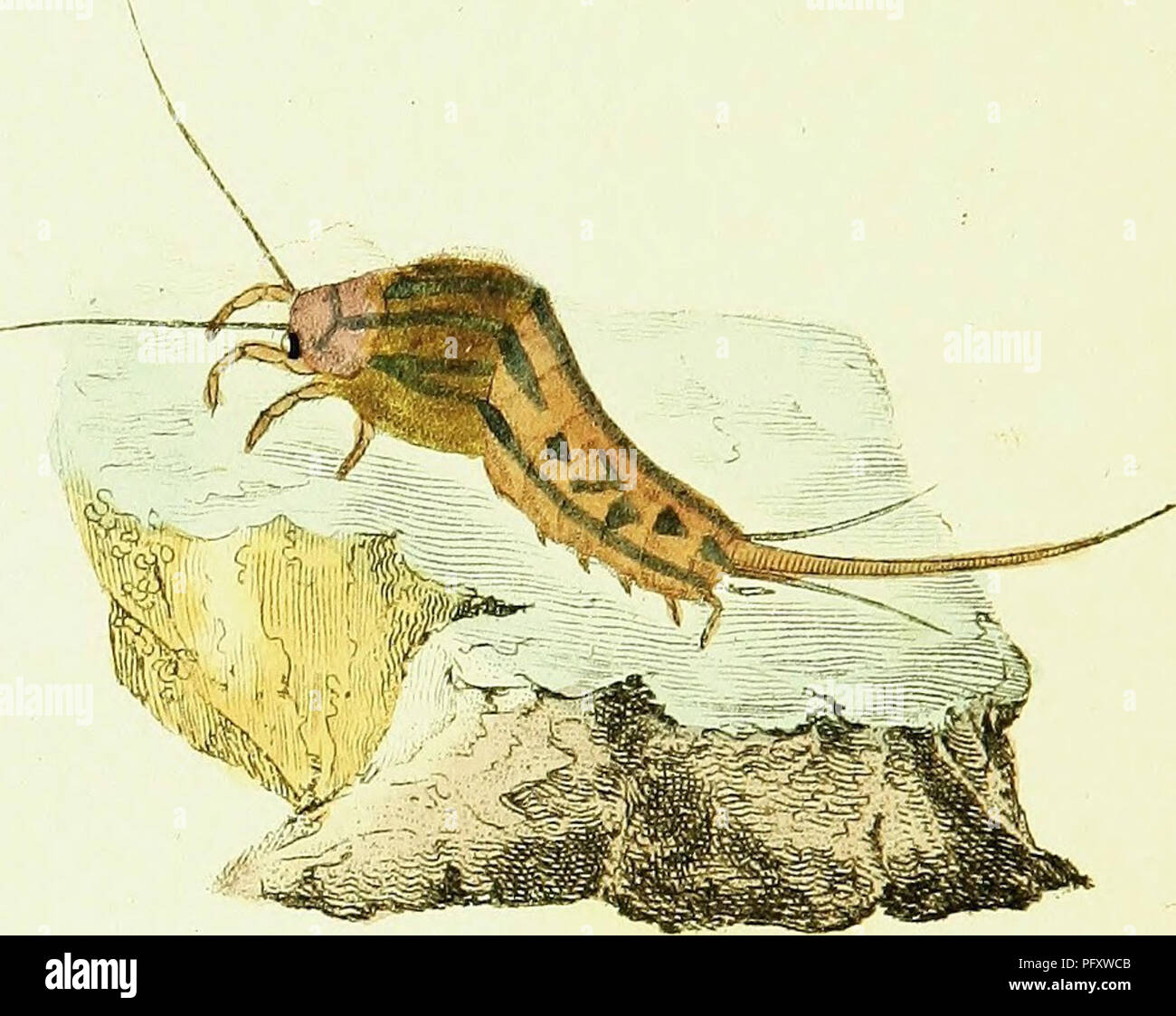 . L'histoire naturelle des insectes britanniques ; expliquant dans leurs plusieurs membres, avec les périodes de leurs transformations, leur nourriture, l'oeconomie, &amp;c. avec l'histoire de ces minutes insectes comme nécessitant une enquête par le microcsope. L'ensemble illustré par des chiffres de couleur, conçu et exécuté à partir de spécimens vivants. Les insectes ; les insectes. . Veuillez noter que ces images sont extraites de la page numérisée des images qui peuvent avoir été retouchées numériquement pour plus de lisibilité - coloration et l'aspect de ces illustrations ne peut pas parfaitement ressembler à l'œuvre originale.. Donovan, E. (Edward), Banque D'Images