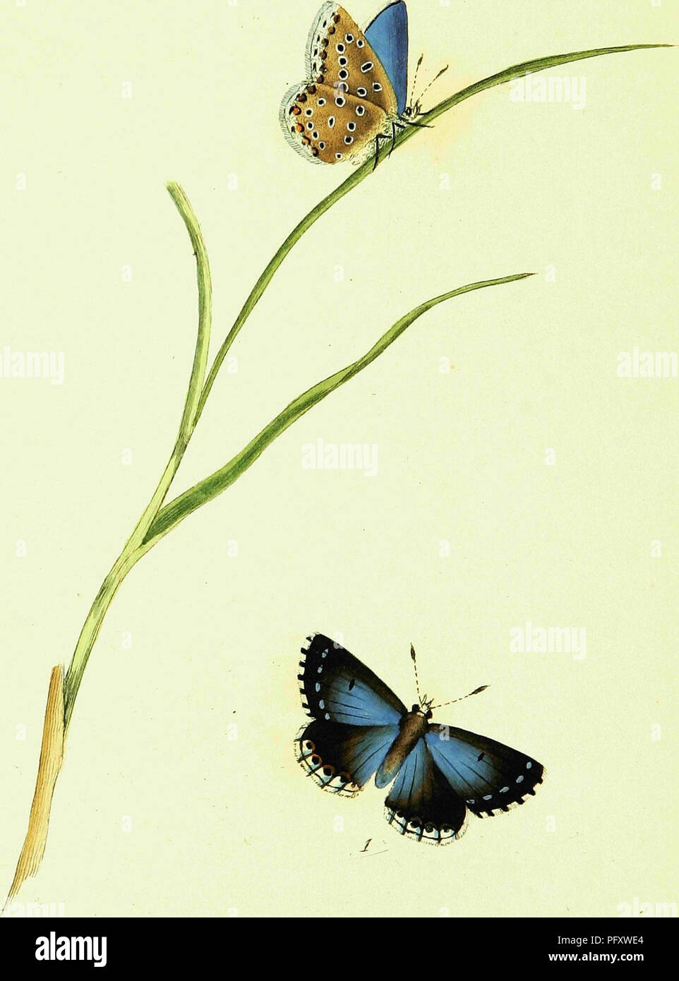 . L'histoire naturelle des insectes britanniques ; expliquant dans leurs plusieurs membres, avec les périodes de leurs transformations, leur nourriture, l'oeconomie, &amp;c. avec l'histoire de ces minutes insectes comme nécessitant une enquête par le microcsope. L'ensemble illustré par des chiffres de couleur, conçu et exécuté à partir de spécimens vivants. Les insectes ; les insectes. . Veuillez noter que ces images sont extraites de la page numérisée des images qui peuvent avoir été retouchées numériquement pour plus de lisibilité - coloration et l'aspect de ces illustrations ne peut pas parfaitement ressembler à l'œuvre originale.. Donovan, E. (Edward), Banque D'Images