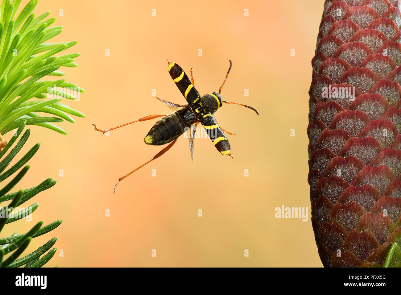 Ramskin (Clytus arietis), en vol, Allemagne Banque D'Images