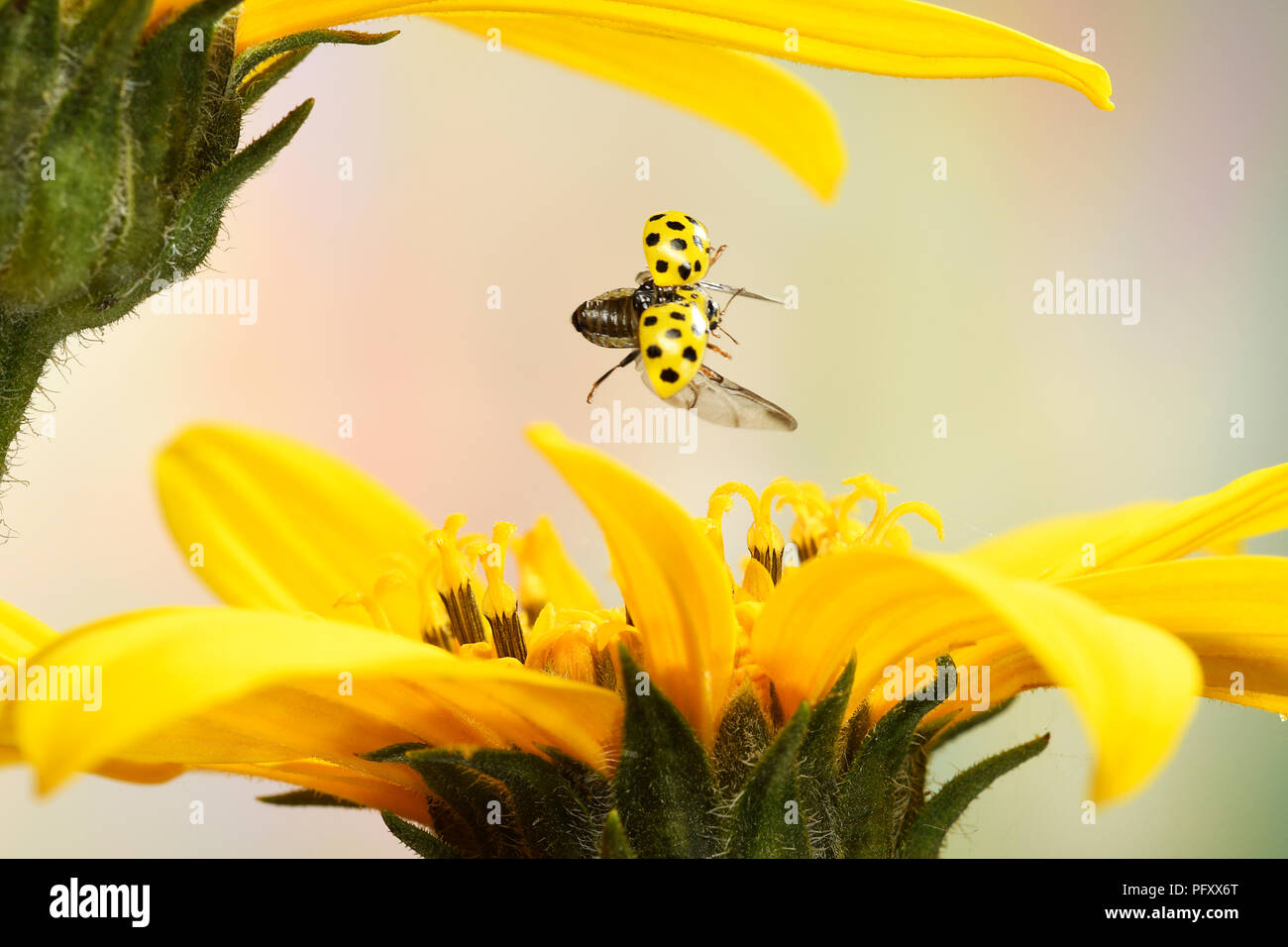 Vingt-deux (Psyllobora vigintiduopunctata coccinelle sur place), en vol, Allemagne Banque D'Images