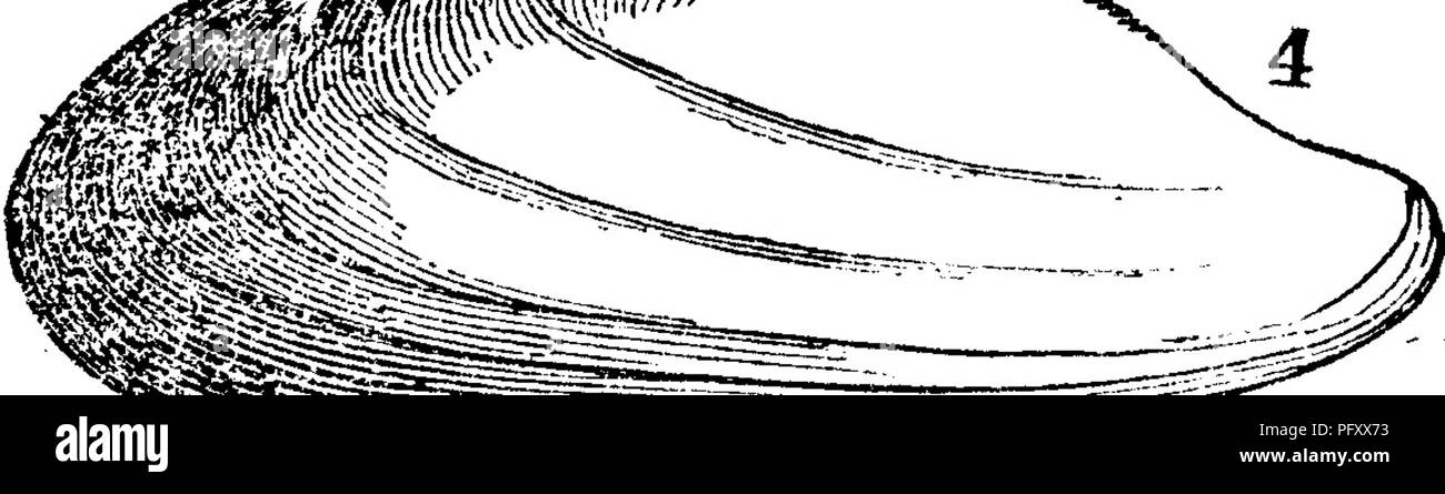 . Un dictionnaire des fossiles de la Pennsylvanie et les états voisins nommés dans les rapports et les catalogues de l'enquête ... La paléontologie. Modiolopsis terminalis, Hall. Pal. N. Y. Vol. l.-IIIh, Modiolopsis trentonensis, Hall, Pal.JJNew York, Volume 1. Jtss. Il^^^^^ mms mm&gt ;^ ^^^" (l^- Trenton. Téléphone- Fish trentonensis^ Emmons Am. Geol. I, II, page 170, planche 14, fig. 4 ; fines shell ; sur- face marquée par de fins , .""je"",,,,, ,,", " lignes concentriques ; ^»• shell"^•près de l'avant fin plutôt épais et cylindrique. Remarque. Cela peut bie l'espèce au C. E. Hall's collections de 1876, à partir de calcaire de Trenton être Banque D'Images