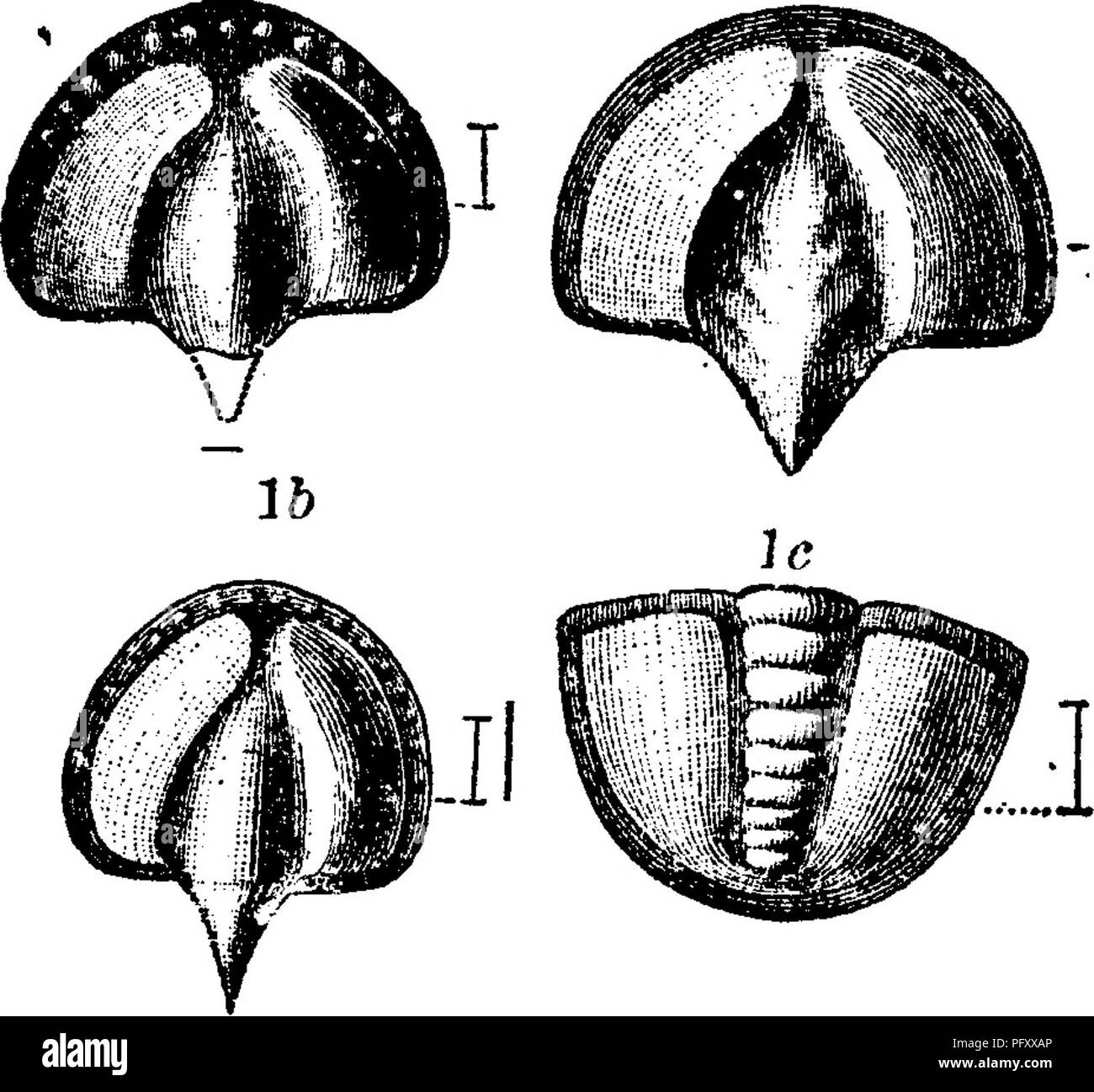 . Un dictionnaire des fossiles de la Pennsylvanie et les états voisins nommés dans les rapports et les catalogues de l'enquête ... La paléontologie. 405 Micro. Uc. 1. Microdiscus punctatus, (Salter, Q. J. G. S. London, 1864, XX, 237, pi. 13, fig. 11-Whiteaves, Am. J. Sc. 1878, xvi, 'j'^»^b,-Micro- discus pulchellus^ Hartt, No 13 de J liste envoyée à Dawson.) Walcott, Bull. U. S. G. S. no 10, page 24, planche 2, fig. 1, la, 15, boucliers protecteurs (gla- bellas) montrant les variations de forme et de décisions, agrandie quatre fois. Fig. 1&Lt ; ?, morceau de queue (pygidium) fr- larged trois fois.-hrian {au Cam- Saint John) formati Banque D'Images