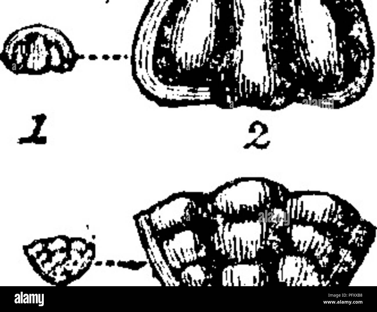 . Un dictionnaire des fossiles de la Pennsylvanie et les états voisins nommés dans les rapports et les catalogues de l'enquête ... La paléontologie. Microdiscus, dawsoni (Hartt, dans Acad. Geol.) Walcott, Bulletin, U. S. G, S. no 10, page 23, pi. 2, fig. 3 Protection de la tête, trois fois élargie ; fig. 3, un bouclier arrière agrandi trois fois.- {Camhrian au Nouveau-Brunswick Saint John), M, C. Microdiscus lobatus. {Lohatus^ Agnostus Hall, 1847, Pal. ^ N. Y. Vol.^M e. J Jl^^ P" 'l' i6 258, pi. 67, fig. 5^. -F.) Ford, 1873, Amer. Jour. S.[3.] vi,135, pied Note.- Walcott, Bull. U. S. G. S. no 30, page J56, pla Banque D'Images