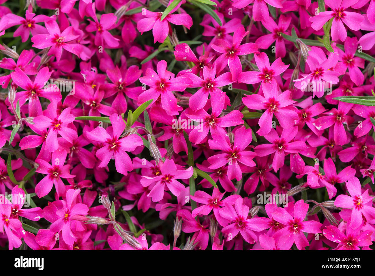 Creeping Phlox (Phlox subulata), également moss phlox, rose, Bade-Wurtemberg, Allemagne Banque D'Images