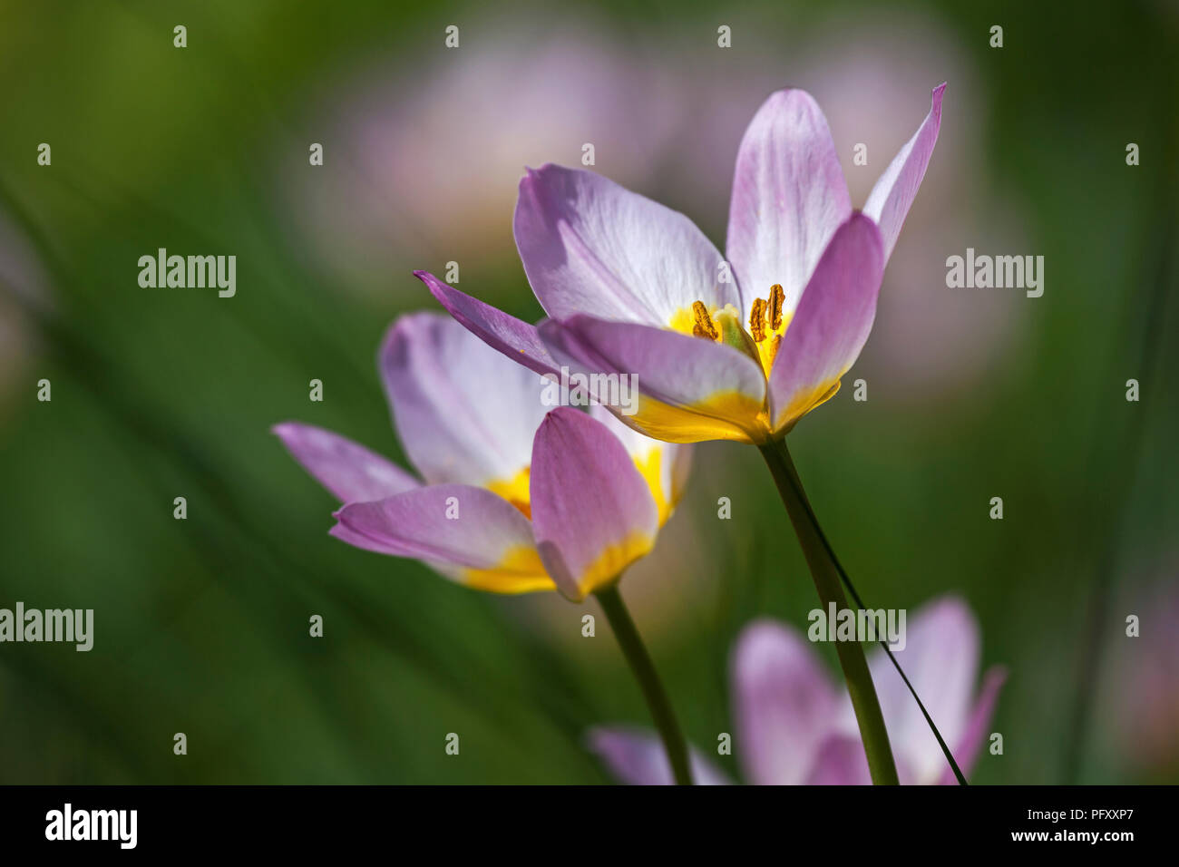 Rosy tulipes sauvages (Tulipa humilis), Bade-Wurtemberg, Allemagne Banque D'Images