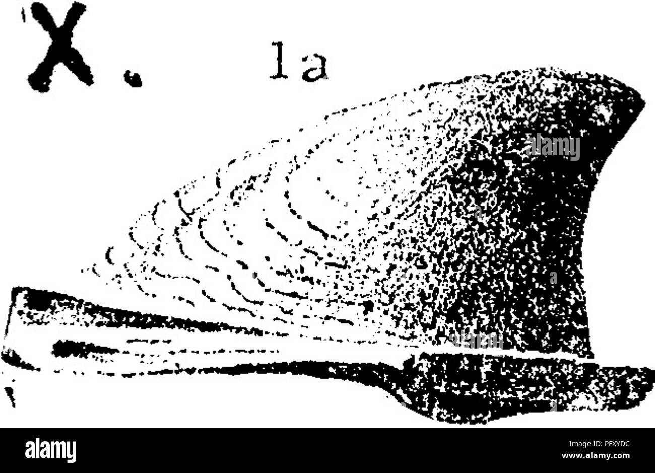 . Un dictionnaire des fossiles de la Pennsylvanie et les états voisins nommés dans les rapports et les catalogues de l'enquête ... La paléontologie. /IJ ?SX/V 25, no 128, 1888, p. 242, fig. 10, 11, Suhcarioniferous lodiense XL, calcaire, Platyceras (Orthonyehia lodiensis, Meek), Proc. Acad. Nat. Sci- Phila., 1871, Waverly.- Pal. L'Ohio, Volume 2, 1875, p. 313, pL 13, fig. la, 5, côté haut et vues d'un carhoniferous {Camcorn inférieur), ce qui n'est pas un vrai Platyceras, mais, dans l'avis de Meek plus près des alliés à l'Orthonychia article de Platyceras qu'à la très erently Cyrtolites difi'ornementés (type Banque D'Images
