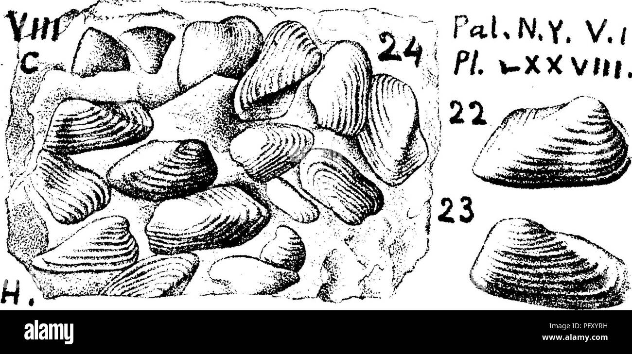 . Un dictionnaire des fossiles de la Pennsylvanie et les états voisins nommés dans les rapports et les catalogues de l'enquête ... La paléontologie. Pholad. 636. visage, montrant l'importance bien défini dans la surface basale ; c, surface basale ; d^ section de profil. Waterloo, Iowa,^ Du Dévonien moyen au cours des lits magnésienne chaux corallienne- pierre.- VIII. Pholadella parallela, Hall. (Qrammysiaparallela, Hall, w h l^»^^)- Pal. N. Y., Vol. WXXVIIJ ^' Pi P^^^ ^» ^^^^^^P' g ' 470, la plaque 78, fig. 22, 23, 24. Hamilton à Fabius, et Sken. Lake, N, Y. -reconnu par le professeur Hall (nov., 1888) à la spécification. 808-15 (00, p Banque D'Images