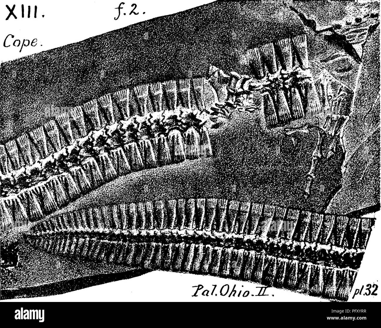 . Un dictionnaire des fossiles de la Pennsylvanie et les états voisins nommés dans les rapports et les catalogues de l'enquête ... La paléontologie. Phleg 635. 1874, une mesure de charbon. reptile-Pal. L'Ohio, Volume 2, 1875, page 367, la plaque 43, fig. 2, grandeur nature ; fig. 3, deux fois agrandie, ver- tebrae à partir d'un autre spécimen. Dans la fig. 1, l'ensemble de l'aperçu de la boîte crânienne est préservé, mais rien de définitif qu'à la sculpture ou de la dentition ; vertebr^ie ont un emboîtement en zigzag des arcs neuraux ; sont très nombreux (56  +) ; total l&Lt ;^ngth, si réglé. 11 et 12 pouces.- Mesures de Charbon, Phlegethontia^ XIII serpens, C Banque D'Images