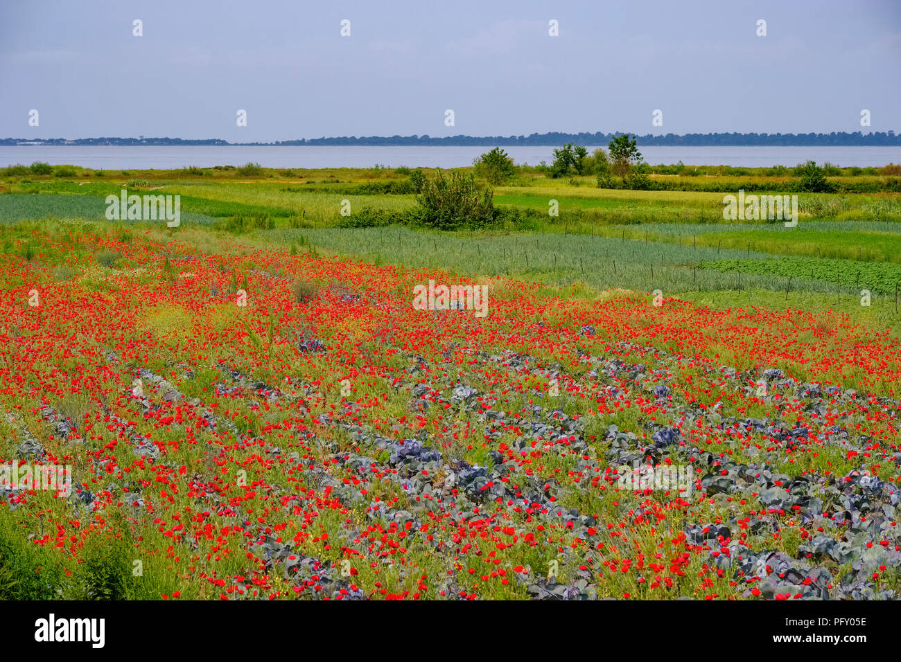 Champs de légumes avec poppy, lagune, Divjaka-Karavasta Karavasta Parc National, Qarra Fier, Albanie Banque D'Images