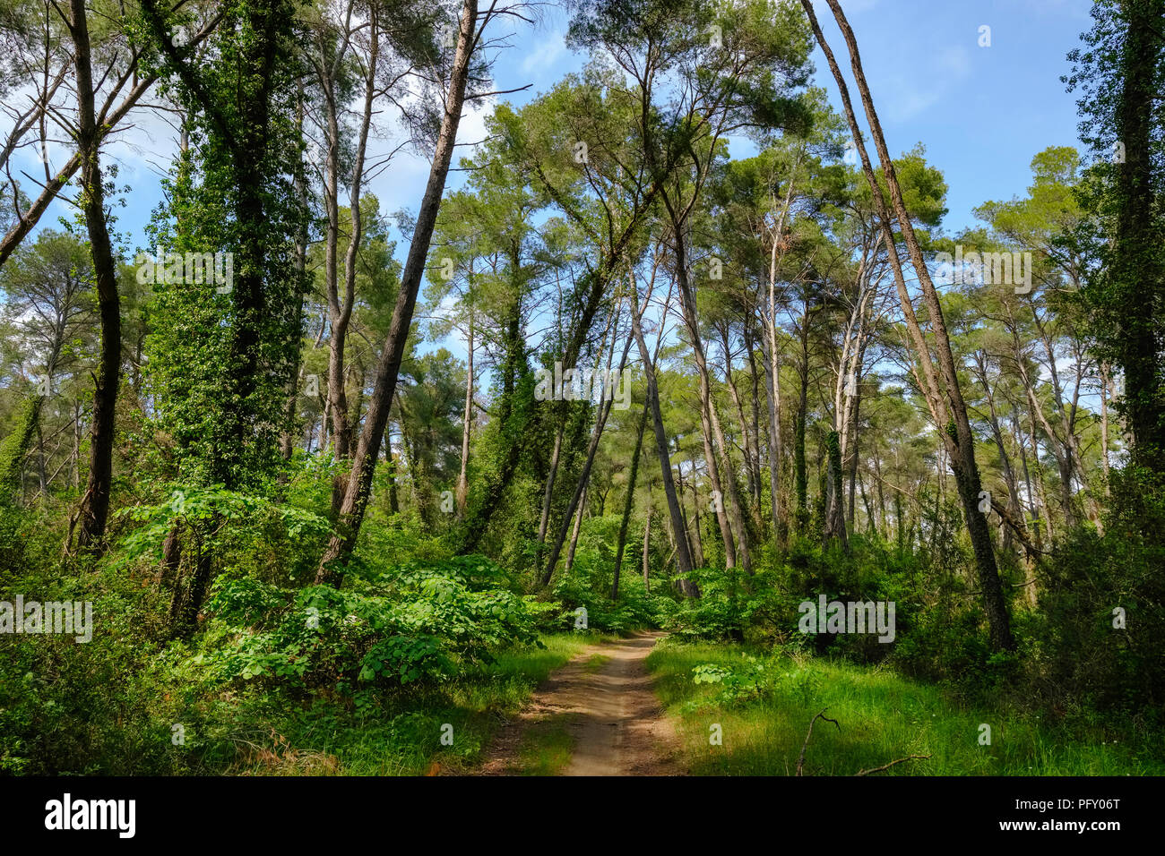 Forêt de pins, Parc National, Divjaka-Karavasta Qier Fier, Albanie Banque D'Images