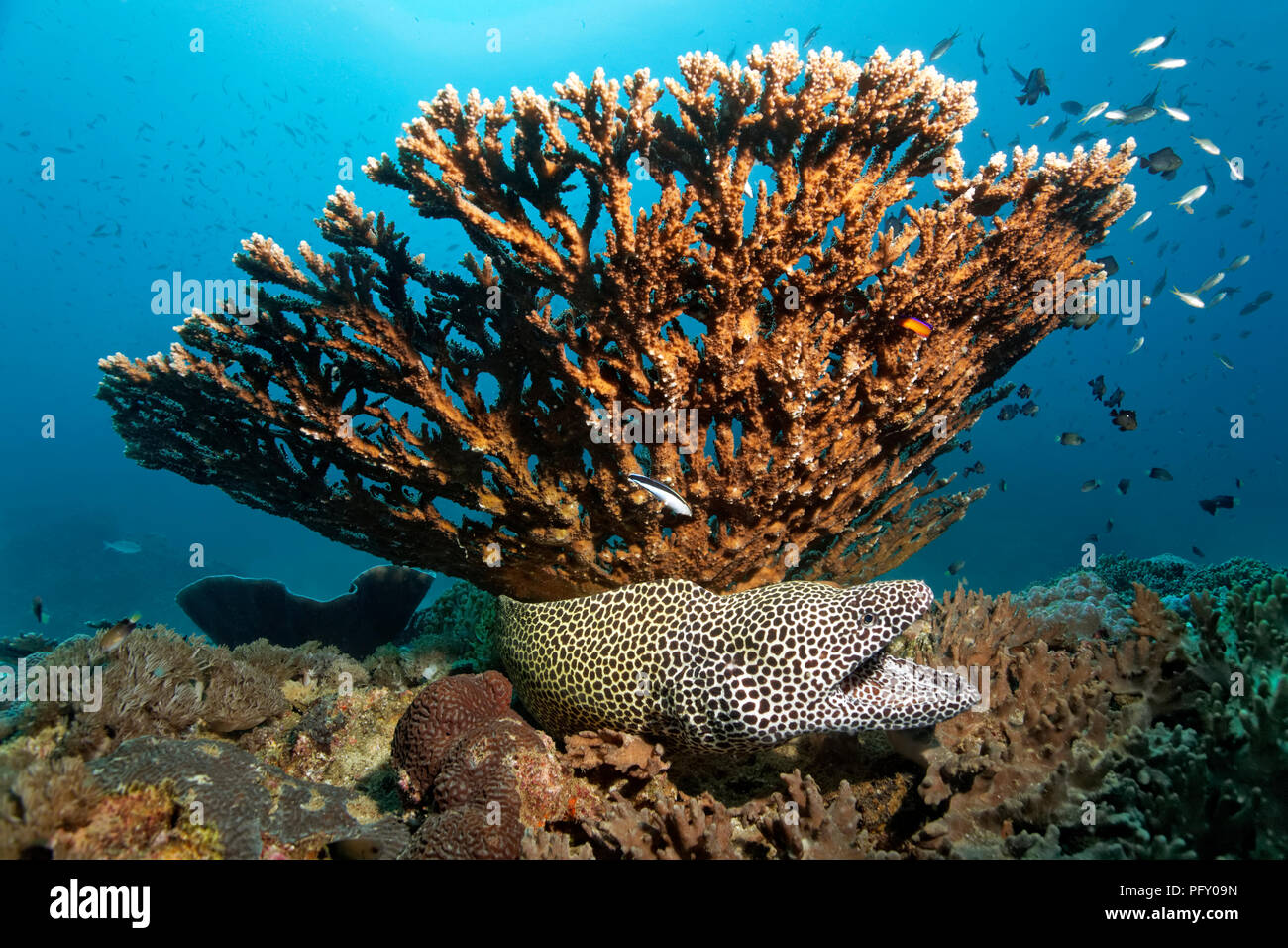 Gymnothorax favagineus Laced moray (), avec la bouche ouverte, en vertu de l'Agropora coral table (Acropora sp.), la nature des îles Daymaniyat Banque D'Images