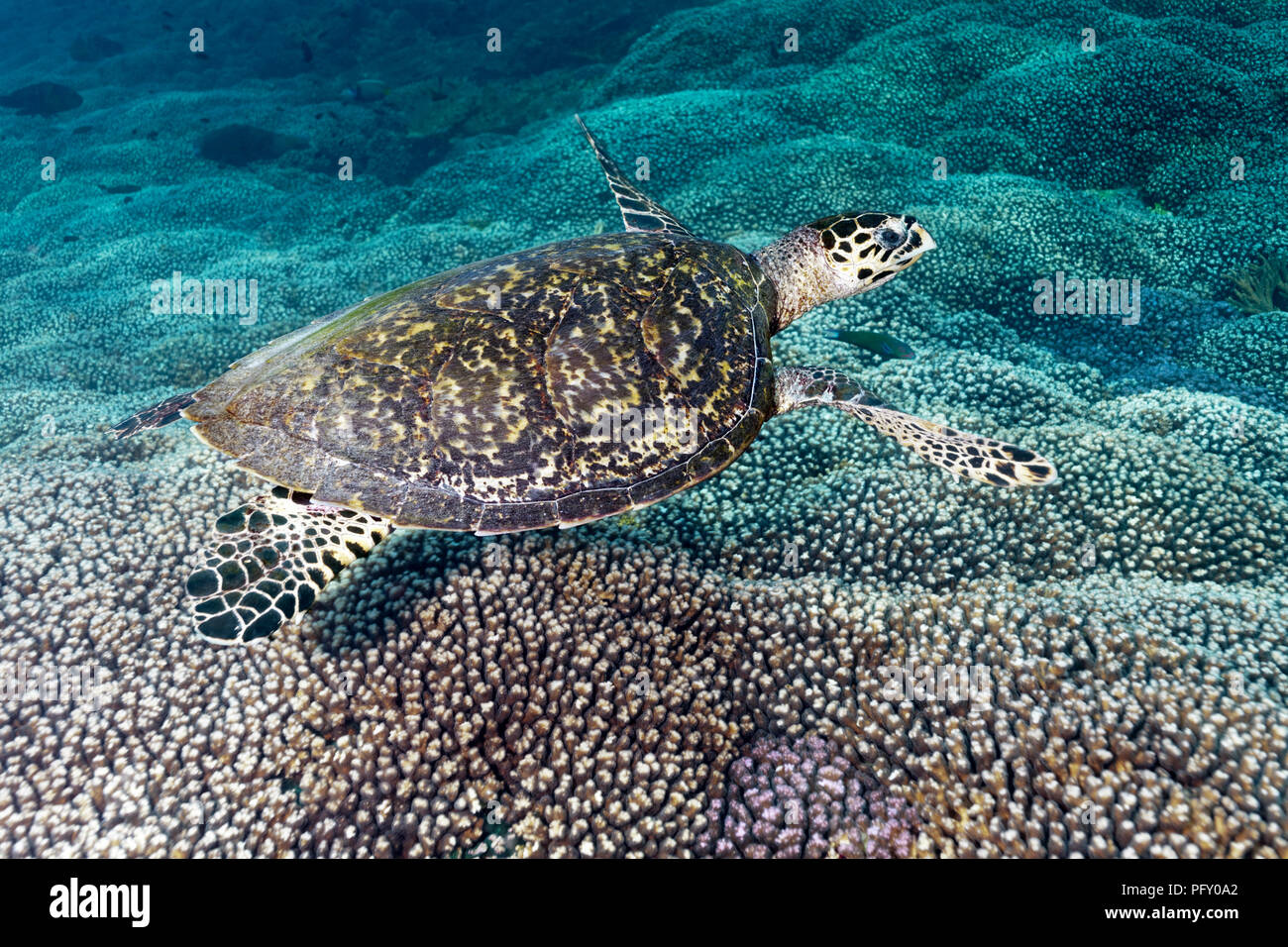 La tortue imbriquée (Eretmochelys imbricata), flotte au-dessus de coraux, la réserve naturelle des îles Daymaniyat, océan Indien Banque D'Images