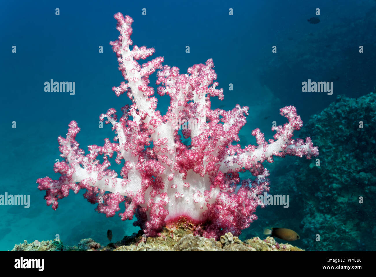 Klunzinger coraux mous du Dendronephtyha (klunzingeri), sur le haut du récif, la réserve naturelle des îles Daymaniyat, océan Indien, Khawr Suwasi Banque D'Images