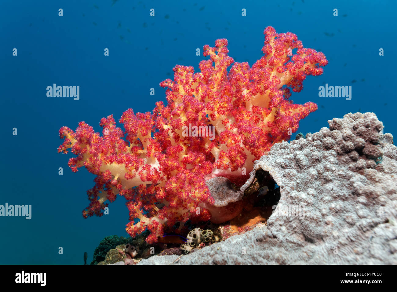 L'Klunzinger Dendronephthya klunzingeri (coraux mous) sur le haut du récif, la réserve naturelle des îles Daymaniyat Khawr, Suwasi Banque D'Images
