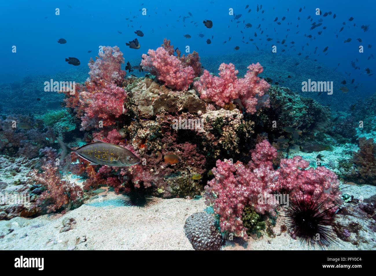 Barrière de Corail à l'Orange-spotted trevallys (Caranx bajad), rouge corail mou (Dendronephthya klunzingeri), et l'Oursin Diadème Banque D'Images
