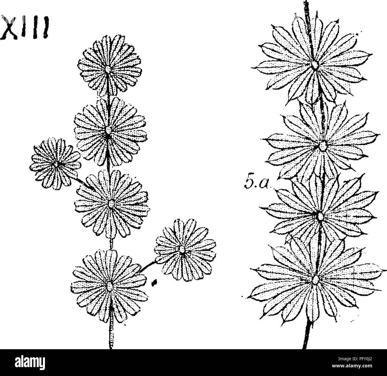 . Un dictionnaire des fossiles de la Pennsylvanie et les états voisins nommés dans les rapports et les catalogues de l'enquête ... La paléontologie. Incl. J'^^TjQTil phylloides.3.^^ Anniclm' ev'^evifoUa^ ia h Bvogniart &AMP ; Heer ; Annularia galioides, Lind. &Amp ;. Hiitton OoUett) de l'Indiana de 1883, page 45, figure 7, fig. 3, 4, 5 ; espèces communes et variable, principalement en milieu Mesures de charbon. (Voir la flore, Lesquereux Charbon Rapport P, Penn. Geol. Sur.,page48, planche 2, fig. 8, 9, X///, le charbon Mesures, série d'Allegheny abondante à Mazon Creek. 111. ; également trouvé à Cannelton et Pottsville, Pa.. Salem et Tunnel Banque D'Images