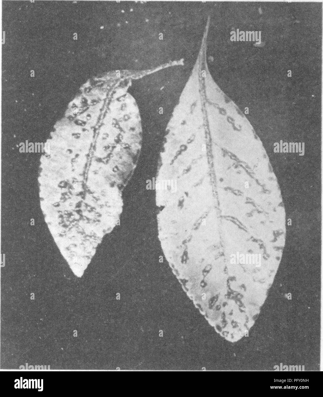 . L'encyclopédie de l'horticulture ; pratique un système de référence de l'horticulture commerciale, couvrant les phases pratiques et scientifiques de l'horticulture, en particulier pour les fruits et légumes ;. Jardinage ; culture ; fruits-légumes. Encyclopédie pratique de l'Horticulture 1760 Pyrus japonica, est cultivé dans des jardins, pour le bien de ses fleurs, qui varient en couleur du blanc crémeux à bordeaux, et sont produits au cours de l'hiver et au début de printemps. Le fruit est vert et parfumé mais assez unedible. Cydonia mau- le  % d'un arbuste plus récemment introduit en provenance du Japon, un ours profus Banque D'Images