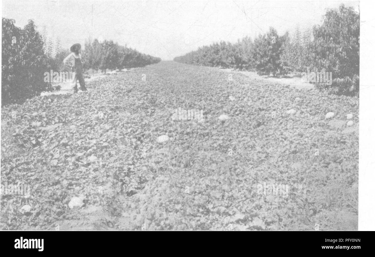 . L'encyclopédie de l'horticulture ; pratique un système de référence de l'horticulture commerciale, couvrant les phases pratiques et scientifiques de l'horticulture, en particulier pour les fruits et légumes ;. Jardinage ; culture ; fruits-légumes. Culté de pulvériser les pommes 257 nous n'avons pas trouvé d'être sérieux. Variété de poires quant à la variété de poires, nous aimerions planter Bartletts, parce qu'ils sont les porteurs d'earli- est le plus lourd, et jusqu'à ce jour le meilleur de l'argent des décideurs. Cependant, l'Anjon Bosc et Nellis Hiver- sont des variétés. Comme pour les variétés de pêches, nous serions au début de l'usine C Banque D'Images