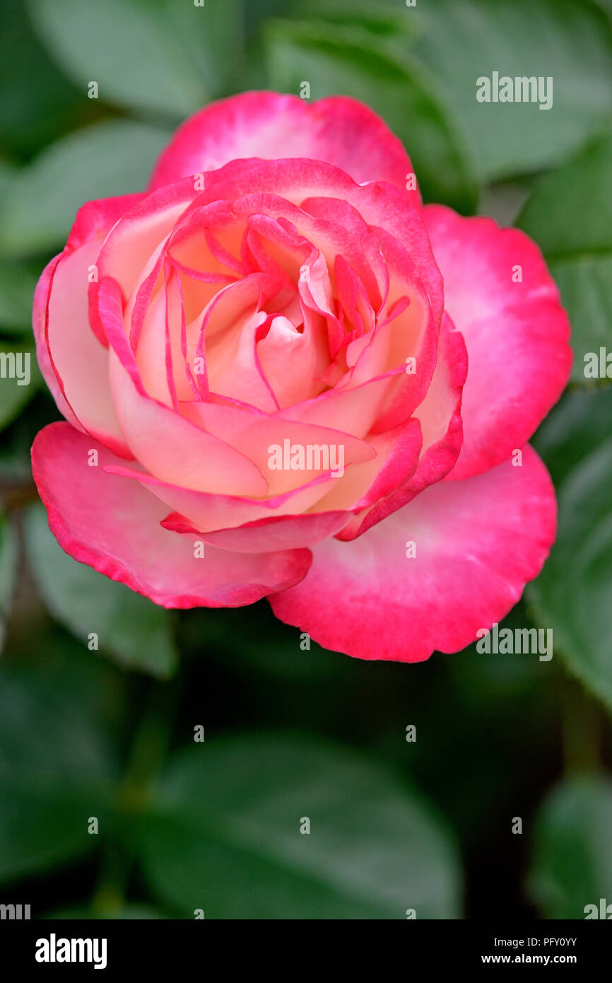 Rose Thé hybride Maxim, fleur rose, éleveur Tantau 1961, en Rhénanie du Nord-Westphalie, Allemagne Banque D'Images