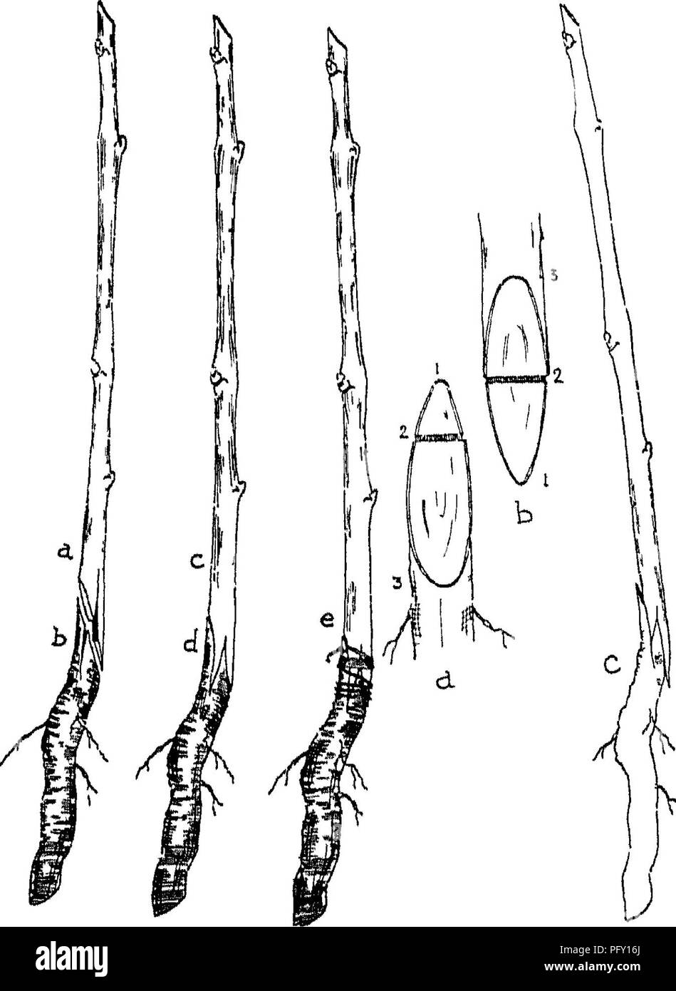 . L'encyclopédie de l'horticulture ; pratique un système de référence de l'horticulture commerciale, couvrant les phases pratiques et scientifiques de l'horticulture, en particulier pour les fruits et légumes ;. Jardinage ; culture ; fruits-légumes. Encyclopédie pratique de l'HORTICULTURE 122 ling racines, et de les faire aller aussi loin que possible. ^ sur un autre côté, il ne faut pas laisser trop de la partie qui a progressé au-dessus du sol sur la racine ou d'un stock, que les bourgeons seraient très susceptibles de se développer, ce qui permet au scion de former un arbre. Dans ce cas, l'arbre qui se serait formé d'un semis. Banque D'Images