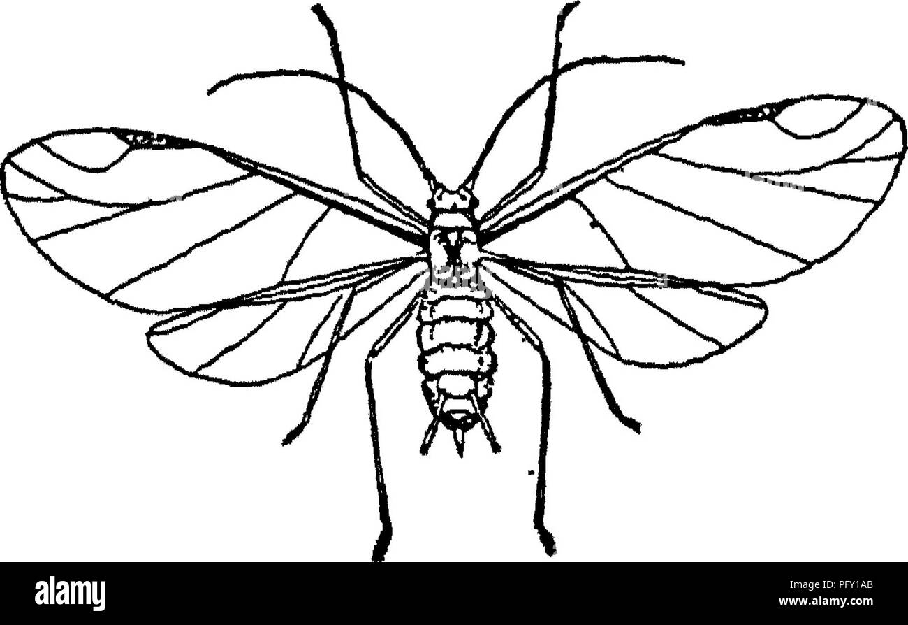 Cette référence horticole détaille l'horticulture commerciale, y compris le puceron du pois, *Macrosiphum destructor*. Le ravageur hiverne sur les légumineuses et migre vers les pois au printemps, posant un impact agricole important. Banque D'Images