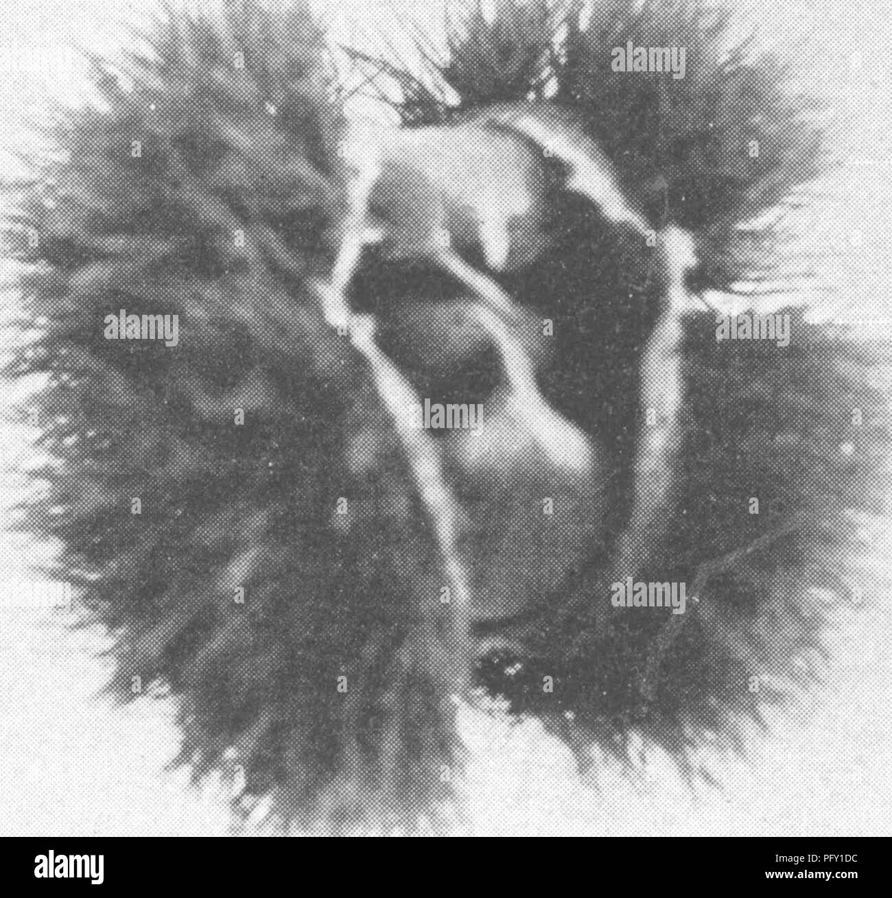 . L'encyclopédie de l'horticulture ; pratique un système de référence de l'horticulture commerciale, couvrant les phases pratiques et scientifiques de l'horticulture, en particulier pour les fruits et légumes ;. Jardinage ; culture ; fruits-légumes. La culture du châtaignier européen 803 Groupe européen de châtaigne est un grand, près- dirigé, mais dans l'ensemble arbre vert, avec de grosses branches et de gros bourgeons ; oblongues lancéolées et généralement brusquement--point- de, d'épaisseur, feuilles coriaces, petites, parfois ptychomitre dents, et généralement pubescent au-dessous lorsque les jeunes, et lisse et vert des deux côtés wh Banque D'Images