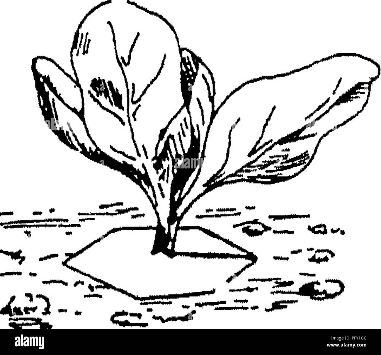 Ce travail de référence couvre les aspects pratiques et scientifiques de l'horticulture, en mettant l'accent sur les fruits, les légumes et la gestion des ravageurs du chou. Il comprend des illustrations détaillées de ravageurs et de diverses techniques horticoles. Le volume vise à soutenir les pratiques horticoles commerciales. Banque D'Images