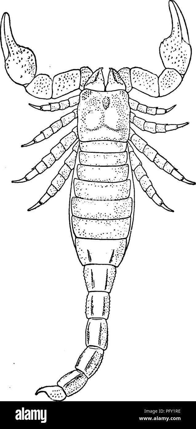 . L'Eurypterida de New York. Eurypterida ; PALÉONTOLOGIE. L'EURYPTERIDA DE NEW YORK 395 étant la marge de l'palpus actionné par l'articulation de la jambe ; et que le ''griffes " sont déchirés des fragments d'un autre joint, ce dernier étant surtout suggéré par leur franc, imequal, forme triangulaire, contrairement à l'hooklike forme des griffes de l'double plus tard les scorpions, et l'. y [ / * V*&Lt ; &gt ; :':â â ''â â â "je"^ ^Qi : =, fciSlf ilf 111 Figure 84 Restauration de la face dorsale de P a 1 - aeophonus nuncius Thorell &AMP ; Lindstrom. (À partir de Pocock) Figure 85 Restauration du côté ventral de Banque D'Images