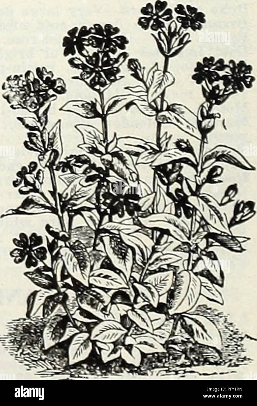 Grand Fleur Jaune St Le Millepertuis 700 Seeds Realitysh
