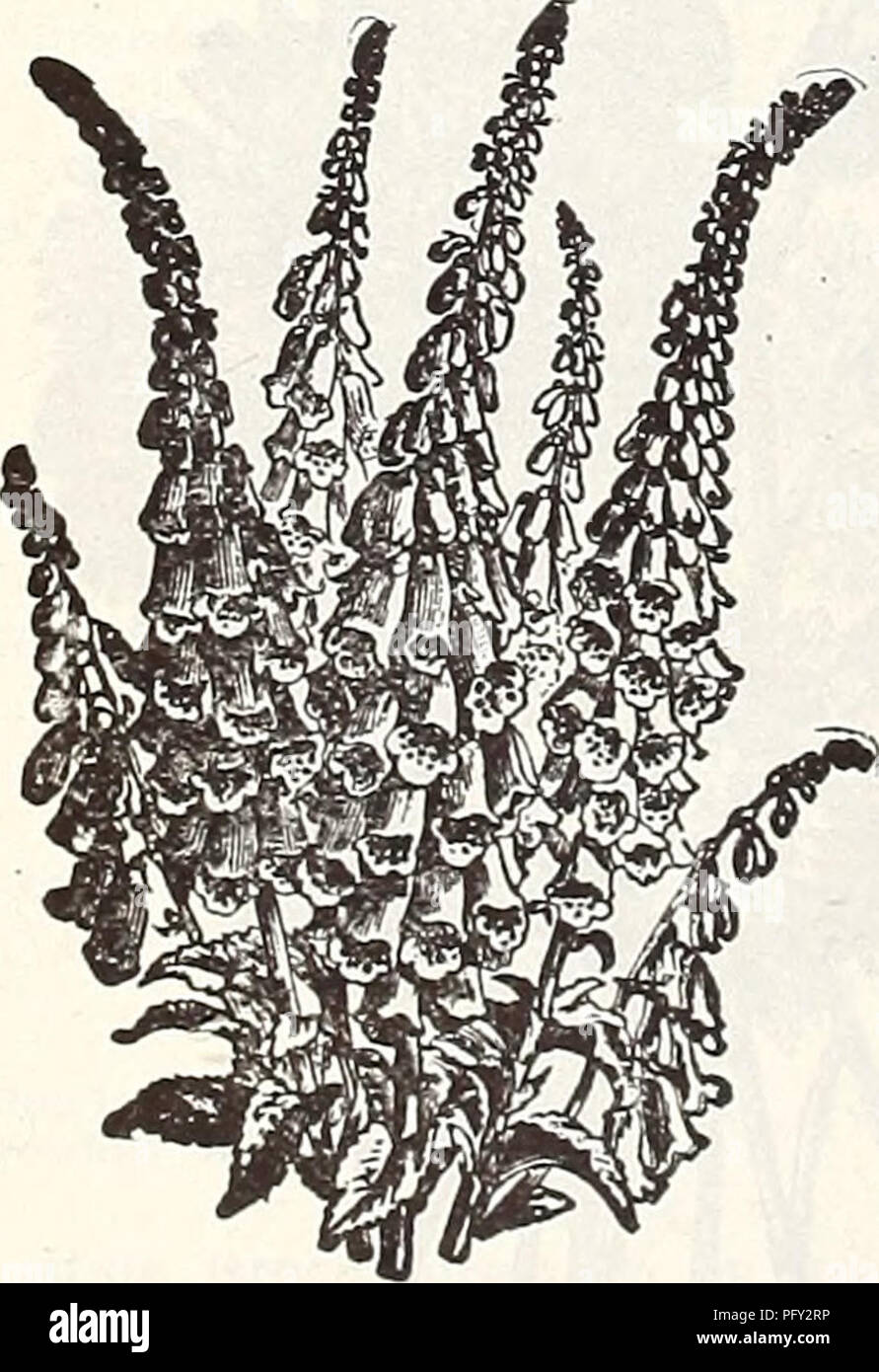 . Currie's Farm et le jardin au printemps 1914 : annuelle. Les catalogues de graines de fleurs, graines (plantes) ; Catalogues Catalogues ; Graines de légumes Horticulture pépinières (catalogues) ; plantes ornementales ; catalogues, matériel et fournitures de jardinage Catalogues. •KBltofc ESCHSCHOLTZIA-Pavot de Californie. Extrêmement belles libre-blooming- plantes. Semez dans l'ouverture de la frontière au cours des mois de mai et juin, où il est destiné à être fleuri, comme ils ne se lèvent pas le repiquage-. Pkt. Carmine CARMINE King-rose à l'intérieur et l'extérieur de 10-Reine Dainty rose pâle et crème à l'ombre, plus profond vers la gde-es 10 Escliseholtzia Hunnemania (Bush)-pousse Banque D'Images