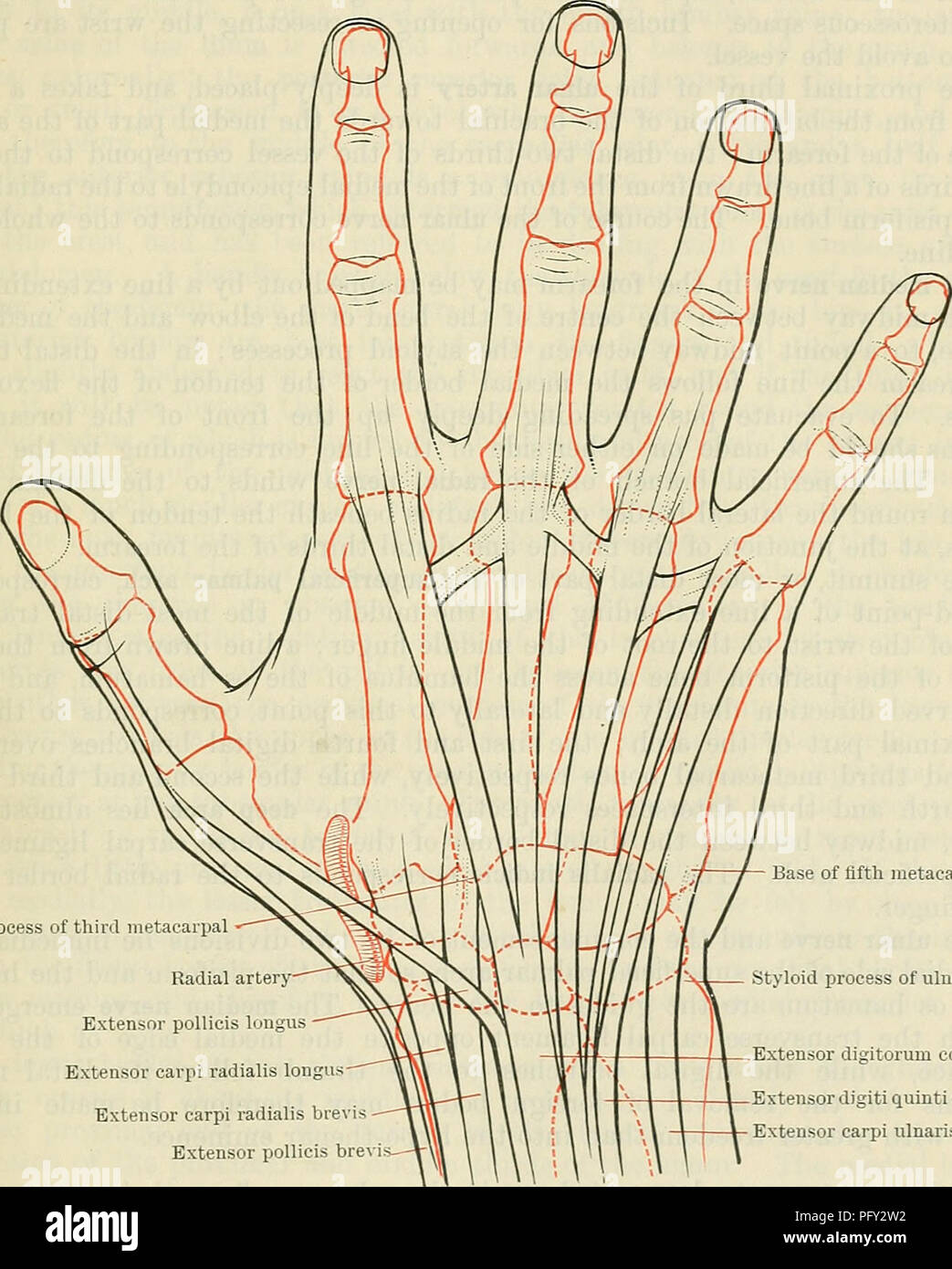 . Cunningham's Text-book de l'anatomie. L'anatomie. Le FOKEAKM ET LA MAIN. 145 ; au dos de l'avant-bras le septum intermusculaires entre les extenseurs radiaux et commun correspond à la partie proximale d'une ligne allant de l'épicondyle latéral de l'humérus à l'bacille sur le dos de l'extrémité distale du radius. Le nerf dorsal interosseous, à partir du moment où il émerge de la substance de l'supinator muscle, se trouve tout au bas de ce septum, 2. en distal à la tête du rayon ; au-dessous de ce point, le septum est la meilleure ligne le long de laquelle pour couper vers le bas sur le poste Banque D'Images