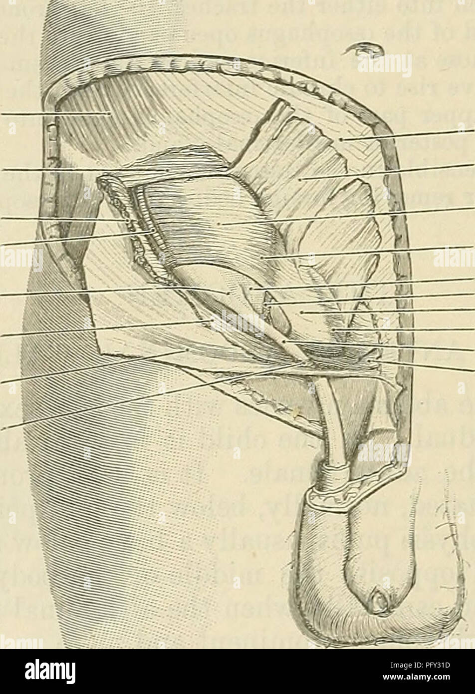 Le Text-book of Anatomy de Cunningham décrit les aspects clés de l'anatomie de surface et chirurgicale, y compris le muscle oblique externe et le canal inguinal, qui sont essentiels pour comprendre la chirurgie abdominale et le placement du cordon spermatique. Banque D'Images