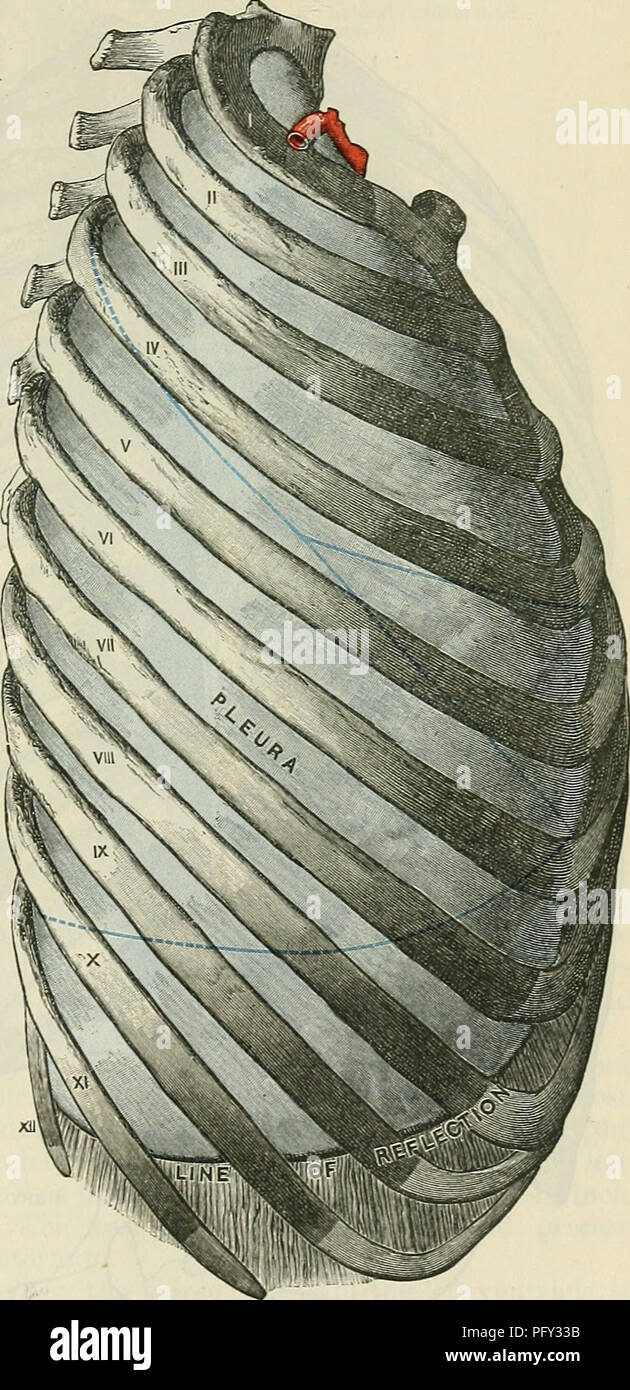 . Cunningham's Text-book de l'anatomie. L'anatomie. Les POUMONS ET PLEUB.E. 1401 verticalement au-dessus de l'angle de la dixième cartilage costal ; à partir de ce point la ligne est effectué avec une courbe légèrement vers le bas à l'échelle1 la face latérale de la poitrine pour la douzième nervure à la marge latérale du sacro-spinalis ; de là il passe en dessous de la douzième côte et atteint la colonne vertébrale au niveau du bord supérieur de la douzième colonne thoracique. La relation de la costo- réflexion diaphragmatique à la septième, huitième et neuvième arcs costaux peut être idéalement exprimé en déclarant qu'il se trouve une li Banque D'Images